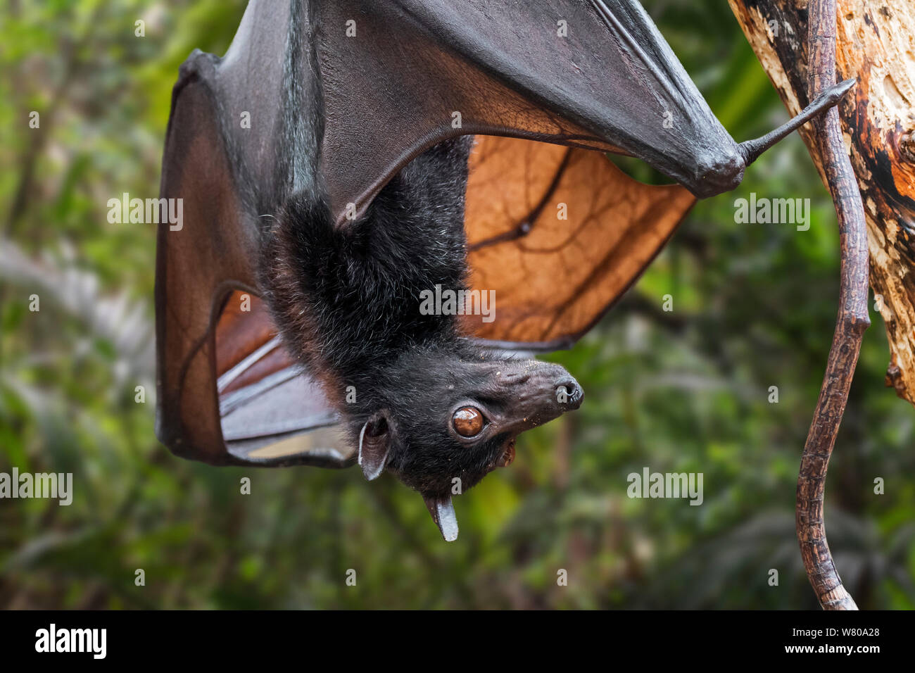 Lyle's flying fox (Pteropus lylei) nativo de Camboya, Tailandia y Vietnam colgado boca abajo y mostrando las venas del ala Foto de stock