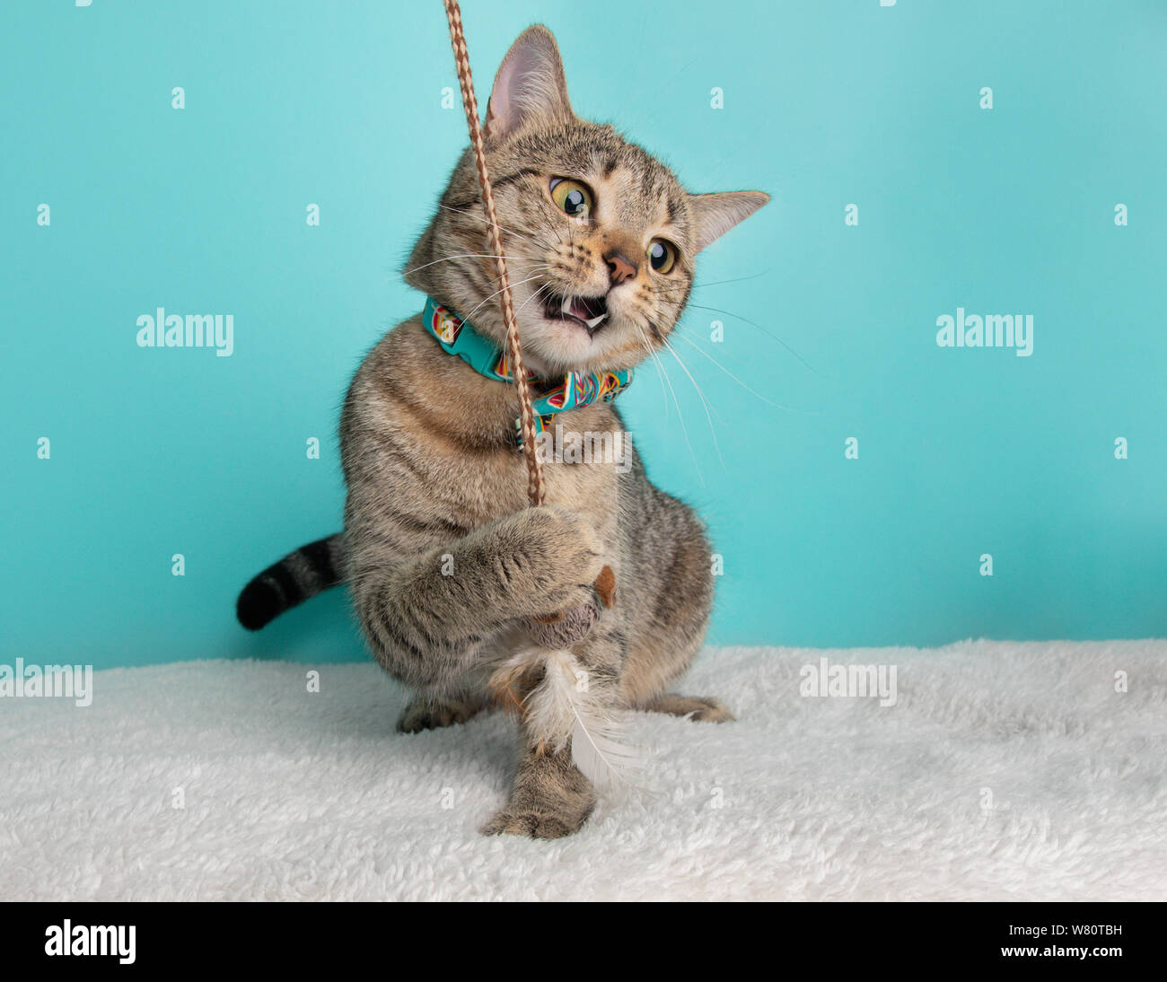Lindo gato atigrado jóvenes vestidos de traje naranja azul Pajarita retrato haciendo cara divertida acción jugando con el ratón azul y fondo blanco. Foto de stock