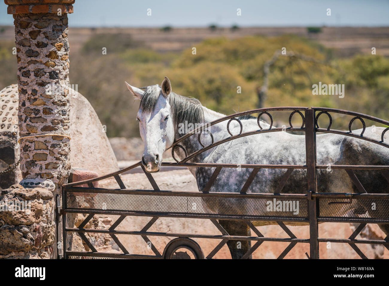 Caballo gris en un potrero en un rancho de trabajo mirando sobre la puerta de hierro decorada con herraduras Foto de stock