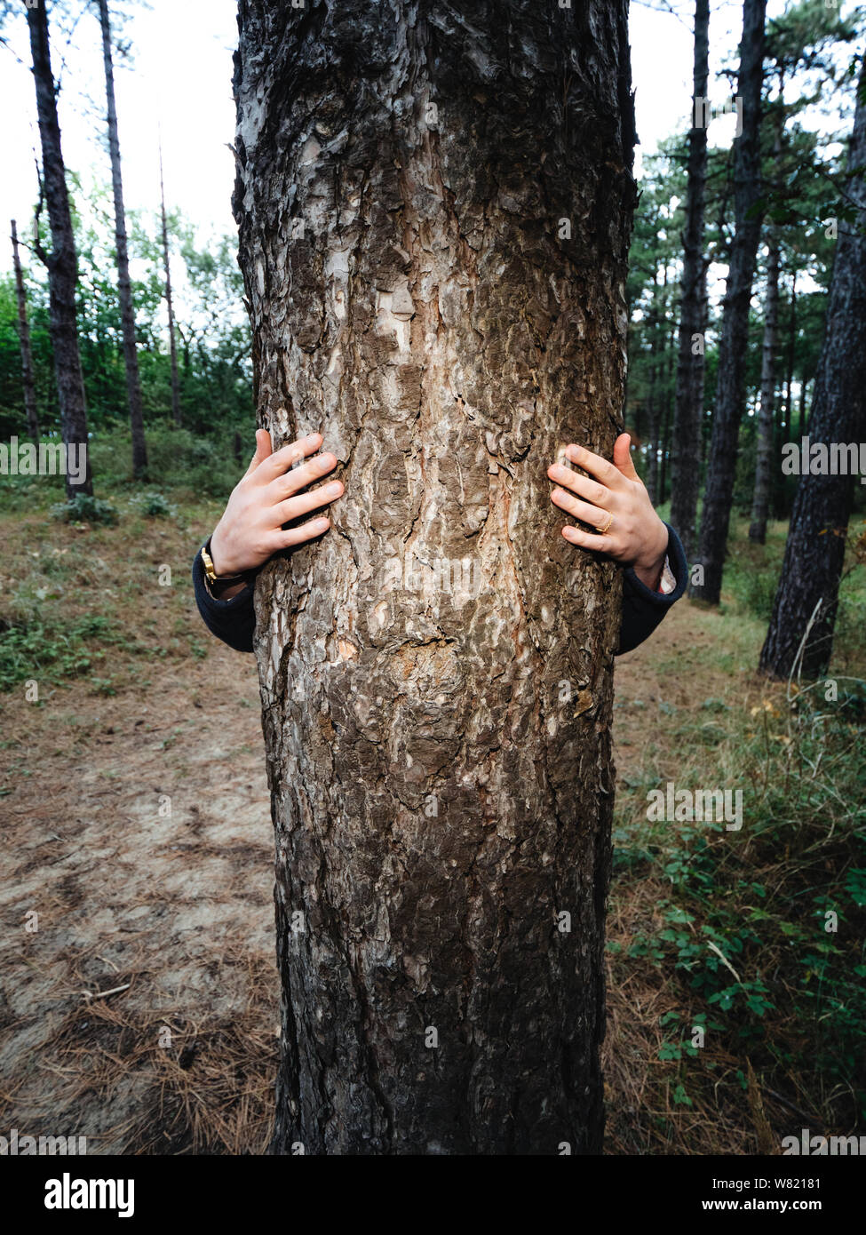 Mujer abraza tall tree vino con las manos en el Bloemendaal bosque cerca de la playa. Foto de stock