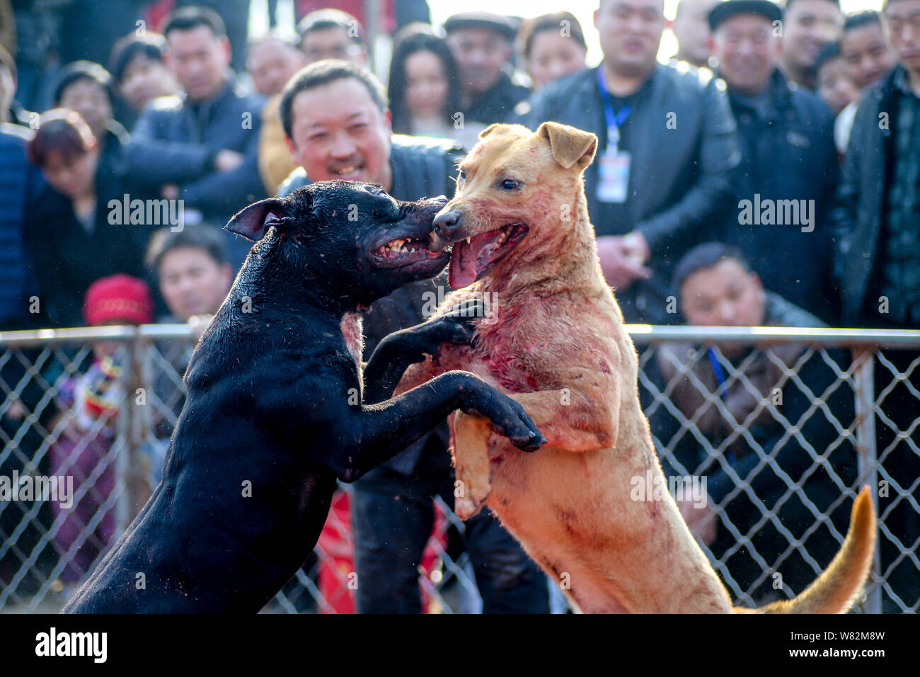 vertical inalámbrico playa Los aldeanos locales ver un perro de pelea en un templo justo en una aldea  en el condado de Huaxian, provincia de Henan en China central, el 15 de  febrero de 2017.