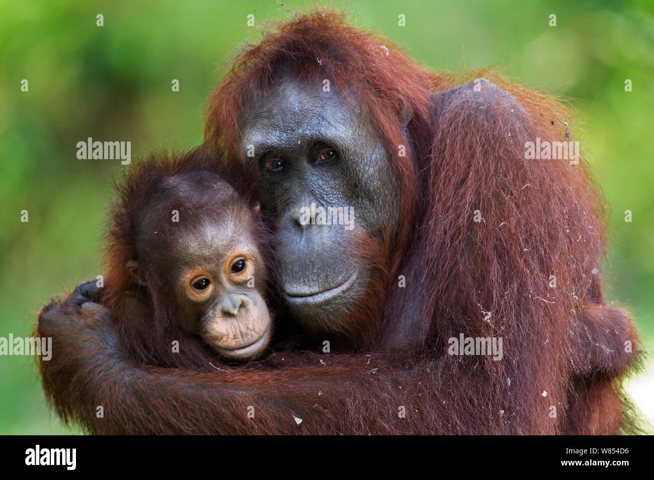 Bornean orangután (Pongo pygmaeus) hembra 'Unyuk wurmbii' abrazando a su hija 'Ursula', de 4 años de edad. Camp Leakey, el parque nacional Tanjung Puting, Kalimantan Central, Borneo, Indonesia. En junio de 2010. Rehabilitado y liberado (o descendientes de) entre 1971 y 1995. Foto de stock