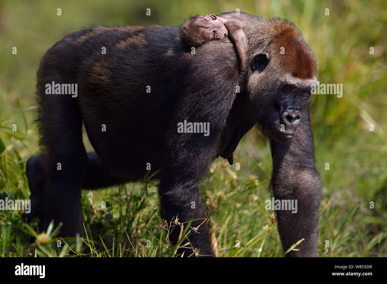 Gorila de las tierras bajas occidentales (Gorilla gorilla gorilla) hembra 'Malui' que llevaba a su bebé muerto sobre su espalda, Bai, Hokou Dzanga Sangha Especial Reserva de Bosque Denso, República Centroafricana. De diciembre de 2011. Foto de stock