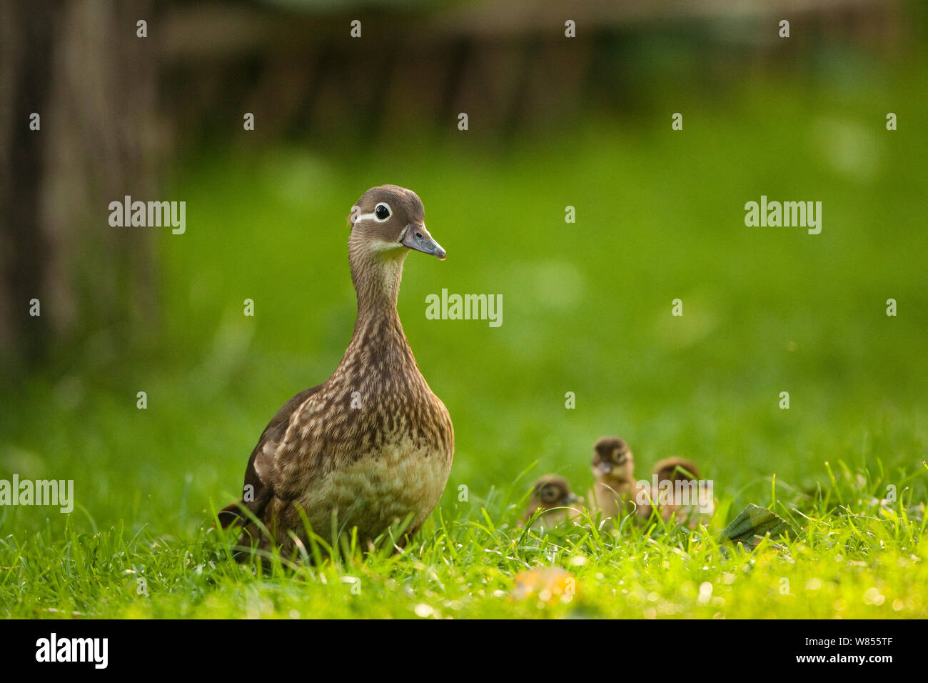 Pato Mandarin Aix Galericulata Hembra Con Patitos Beiijing Zoologico De Beijing China En Junio Fotografia De Stock Alamy Pato Mandarin Aix Galericulata Hembra Con Patitos Beiijing Zoologico De Beijing China En Junio Fotografia De Stock Alamy