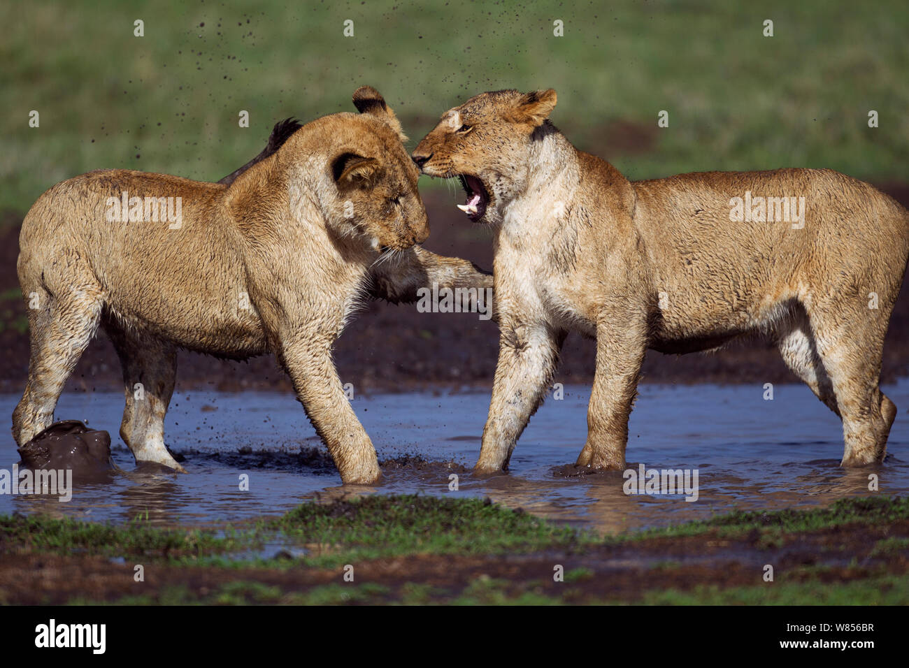 León Africano (Panthera leo) cachorros de edades comprendidas entre los 18 y 24 meses jugando en un orificio de agua, Reserva Nacional de Masai Mara, Kenya. Marzo Foto de stock