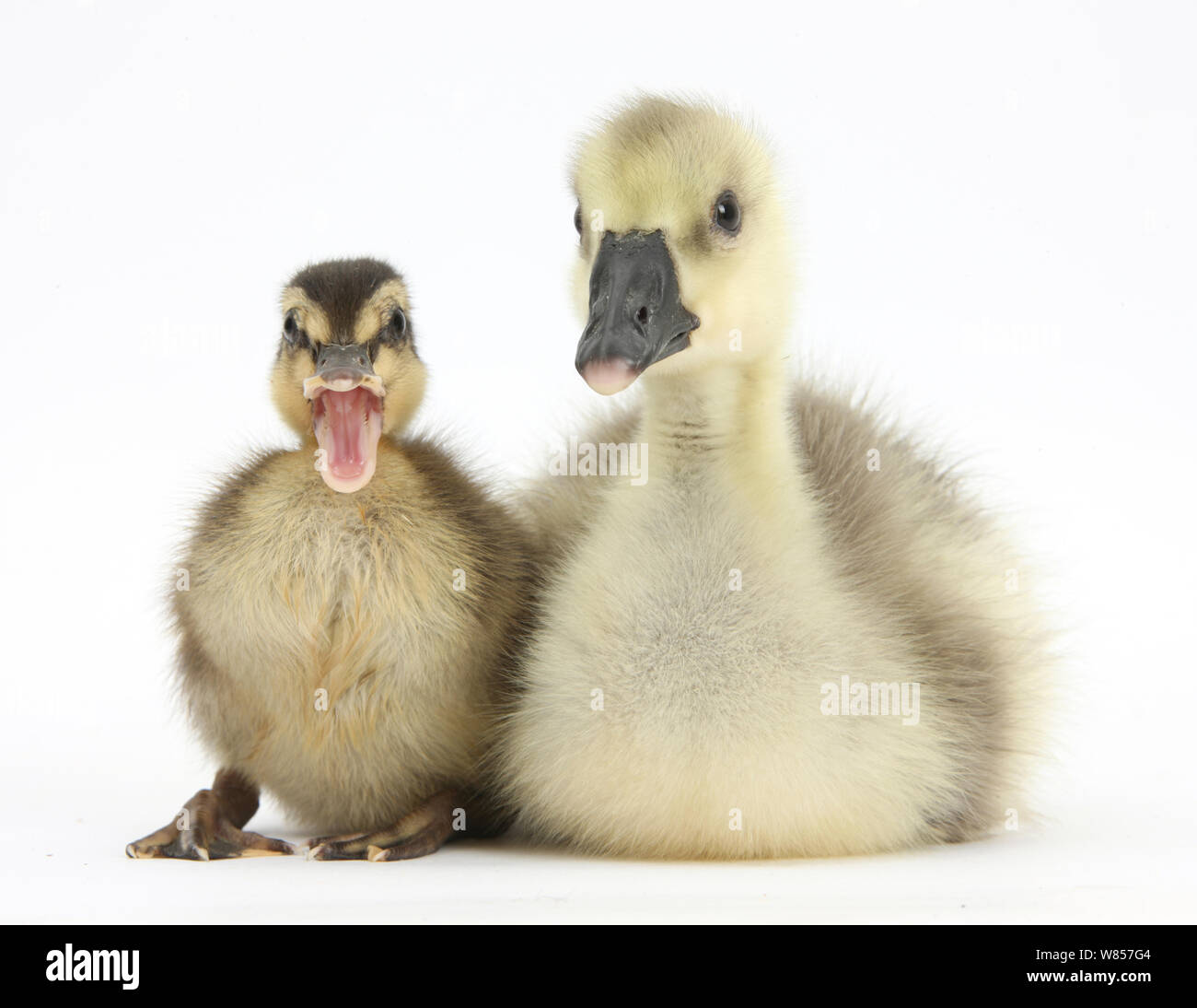 Cruz Embden Graylag Gosling y Pato Patito. Foto de stock