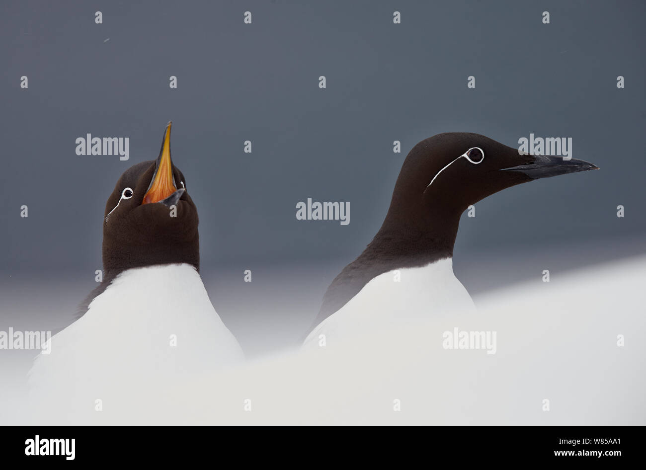 Dos pájaros bobos (Uria aalge), uno vocalising, Vardo, Noruega, Marzo. Foto de stock