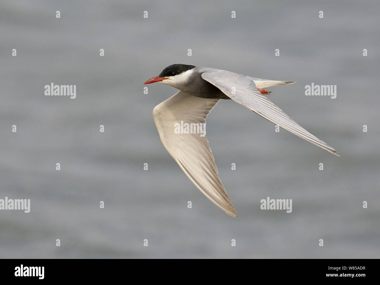 Whiskered tern (Chlidonias hybridus), Israel, Mayo. Foto de stock