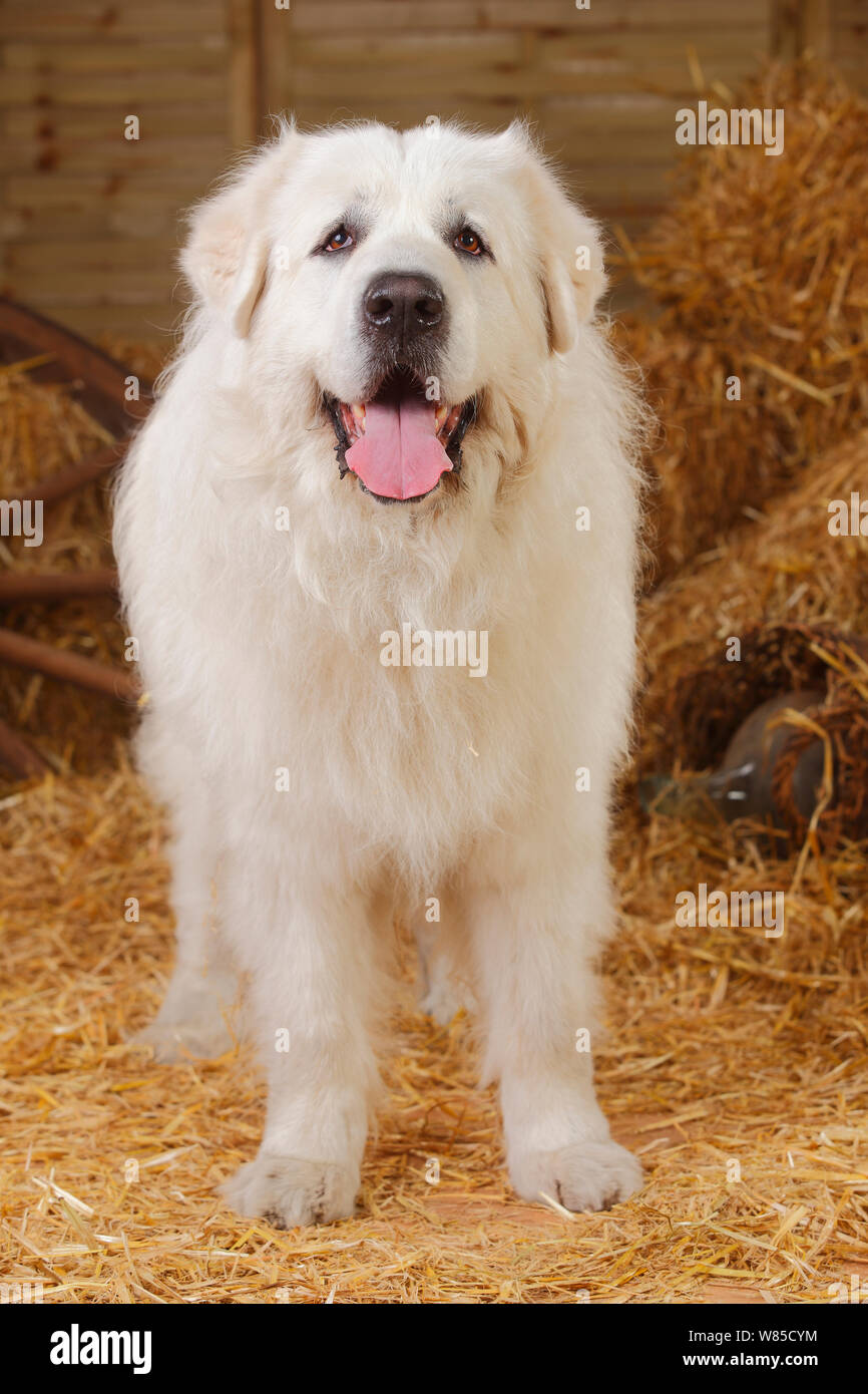 Montaña pirenaica del perro, perro macho de 9 años de edad Fotografía de  stock - Alamy