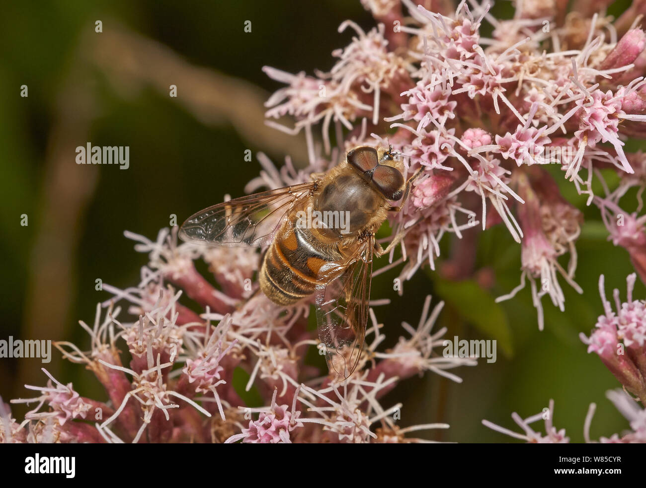Hoverfly (Eristalis tenax) macho, Sussex, Inglaterra, Reino Unido, Agosto. Foto de stock