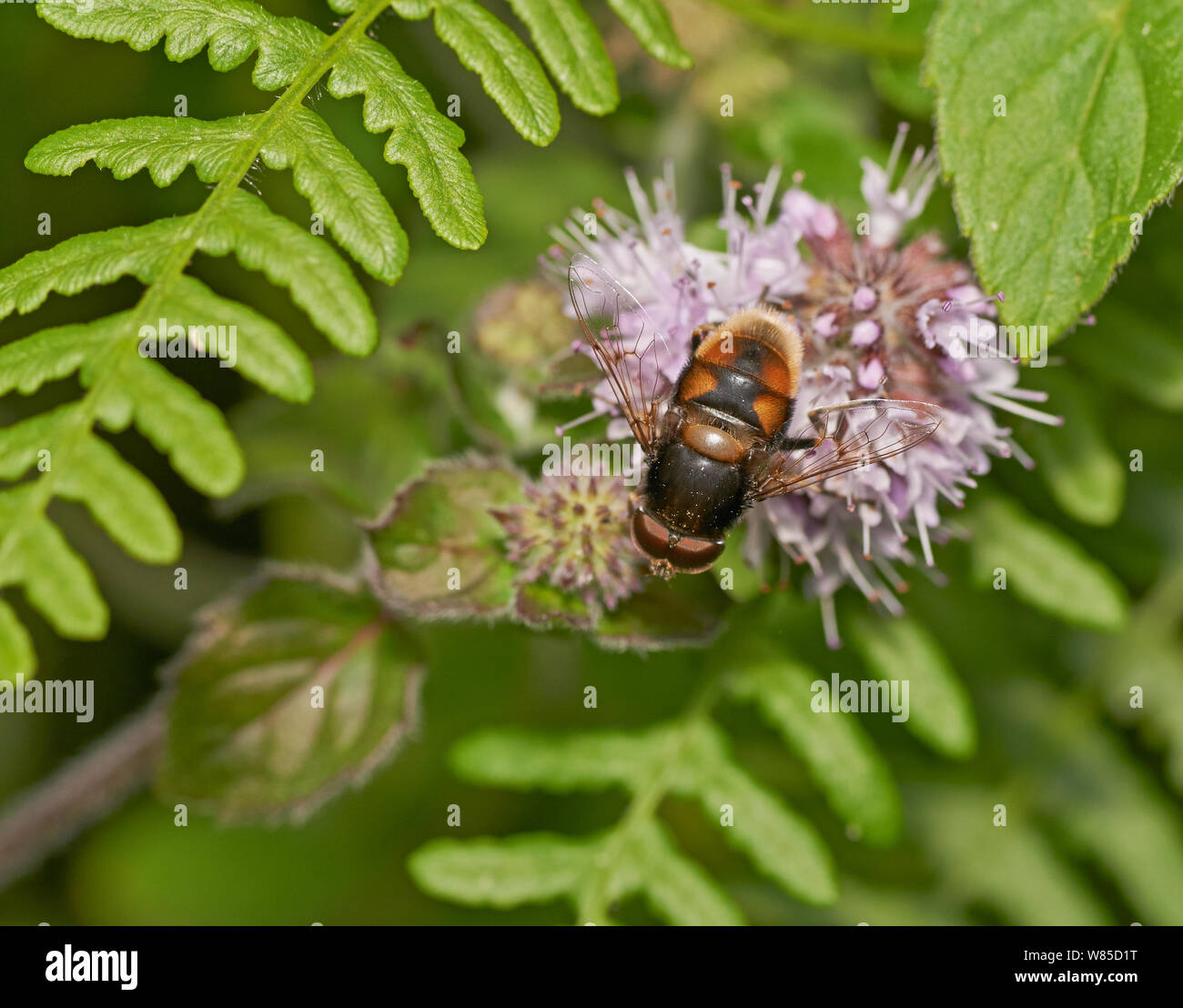(Eristalis intricarius Hoverfly) Sussex, Inglaterra, Reino Unido, Agosto. Foto de stock