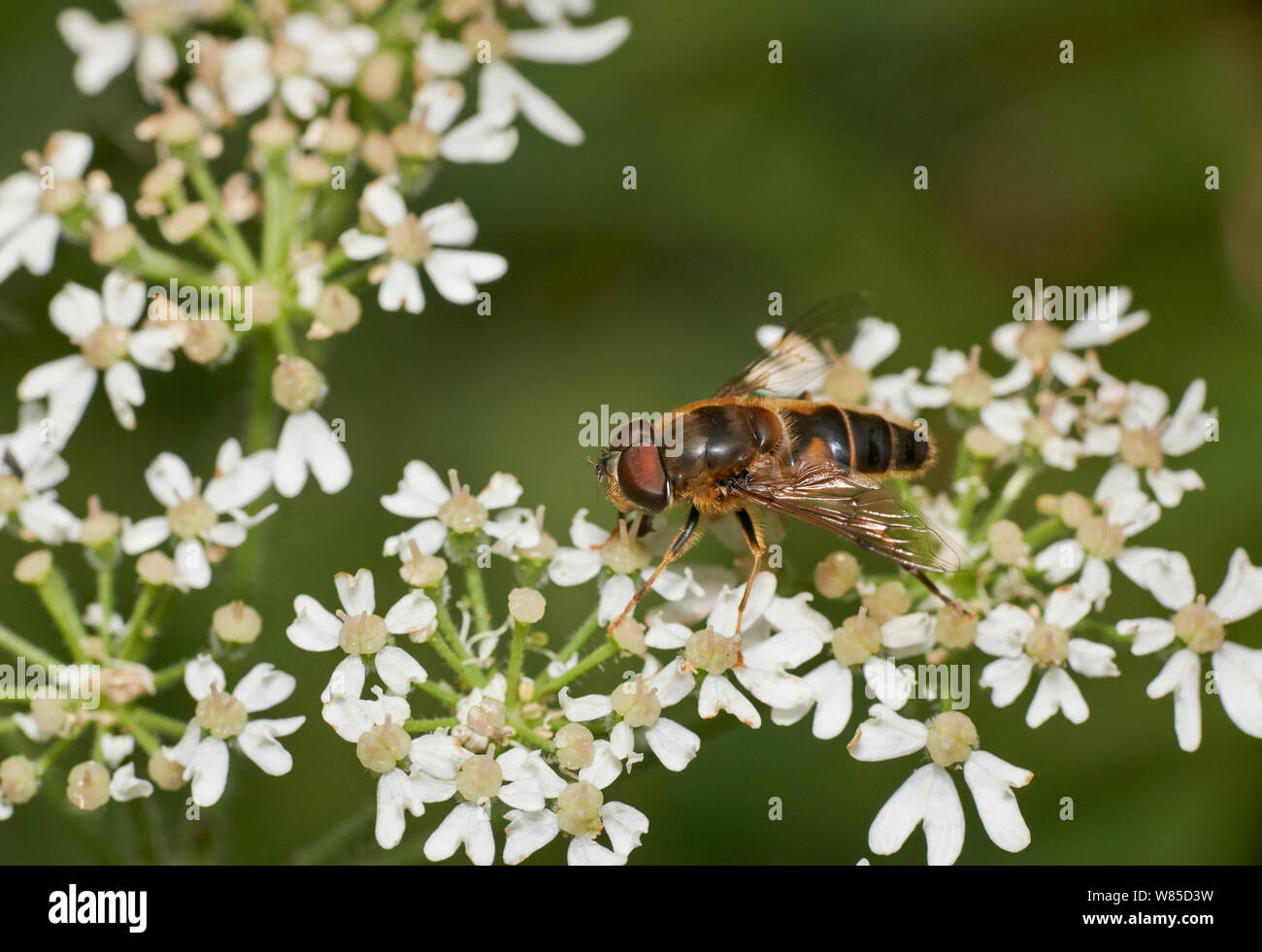 Hoverfly (Eristalis pertinax) macho, Sussex, Inglaterra, Reino Unido, Agosto. Foto de stock