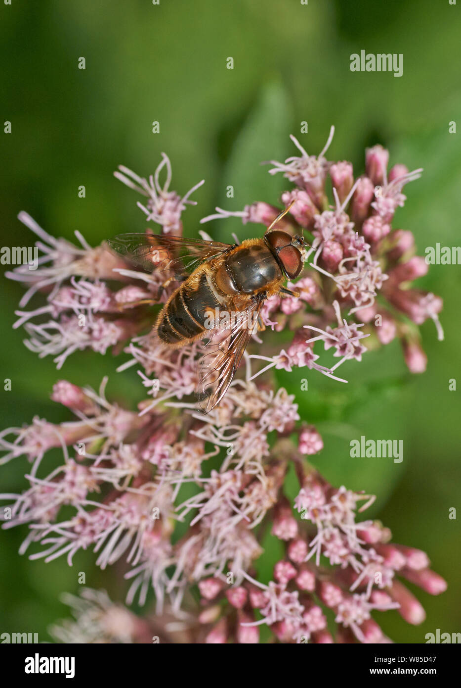 Hoverfly (Eristalis pertinax) masculino. Sussex, Inglaterra, Reino Unido, Agosto. Foto de stock
