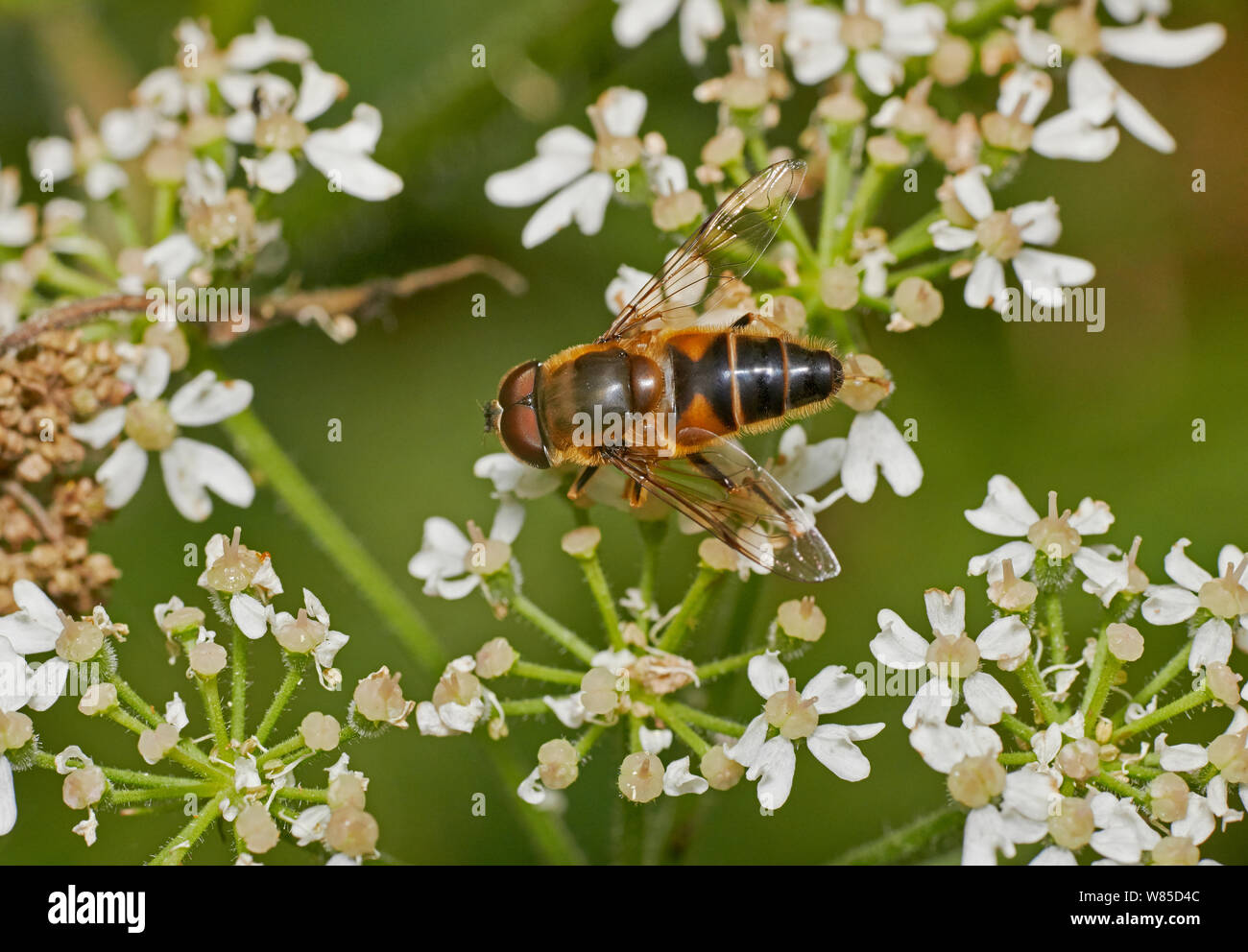 Hoverfly (Eristalis pertinax) masculino. Sussex, Inglaterra, Reino Unido, Agosto. Foto de stock