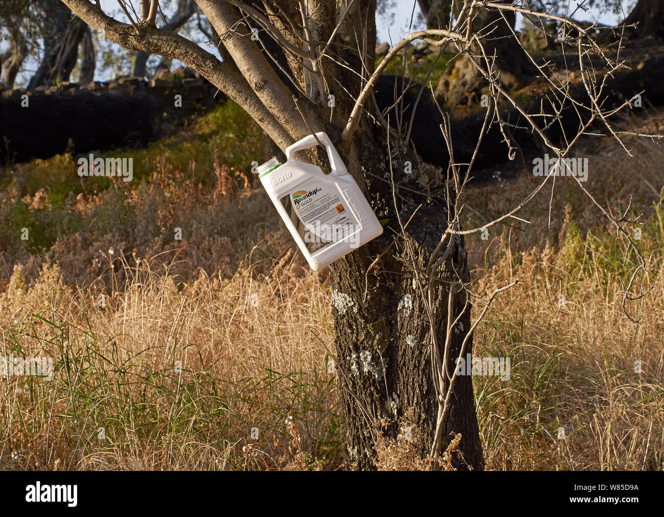 'Roundup' herbicida se usa extensamente en los olivares, matando a los insectos y la vegetación, Corfú, en Grecia, en mayo. Foto de stock