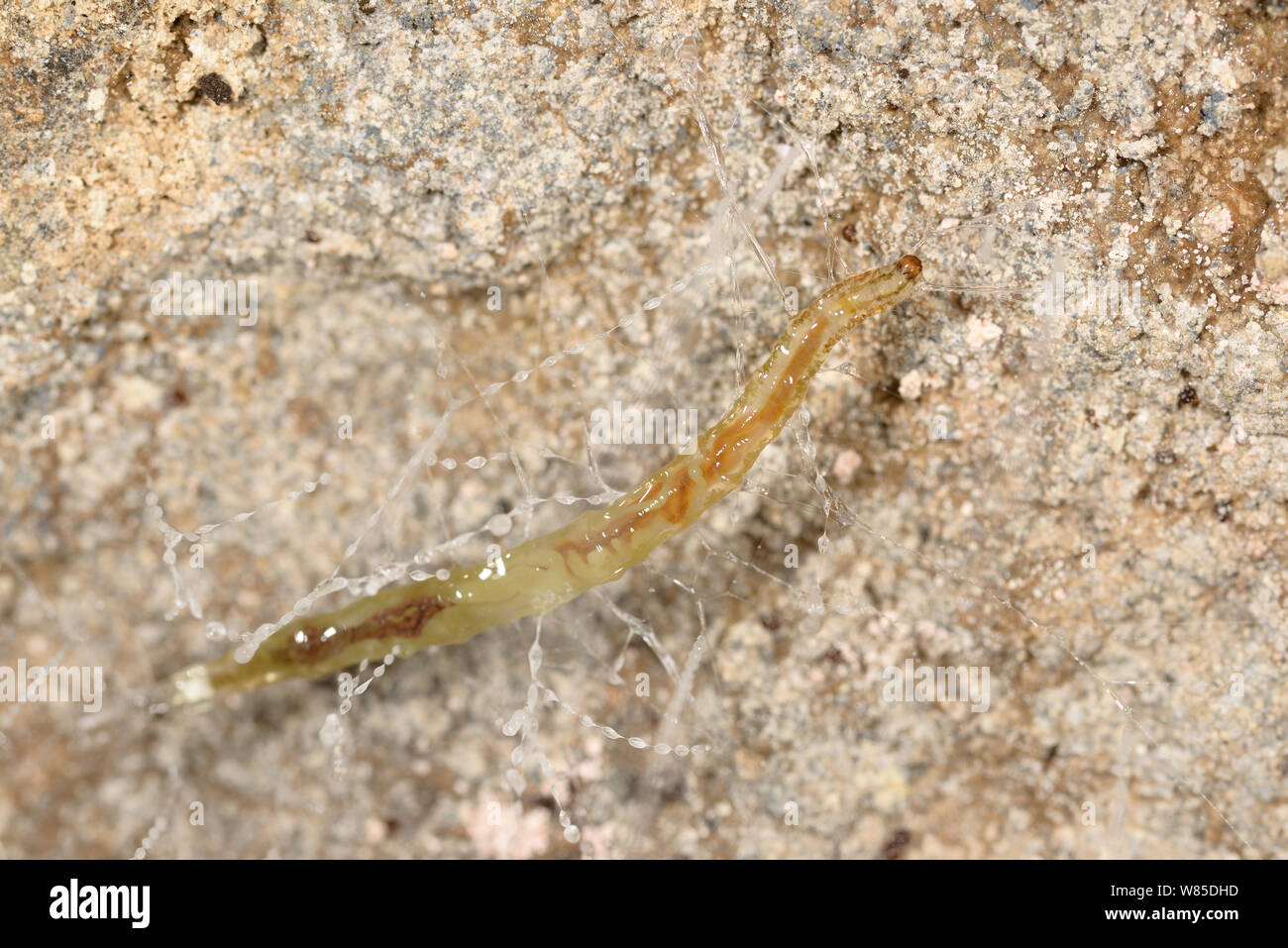 pupa de mosquito del hongo