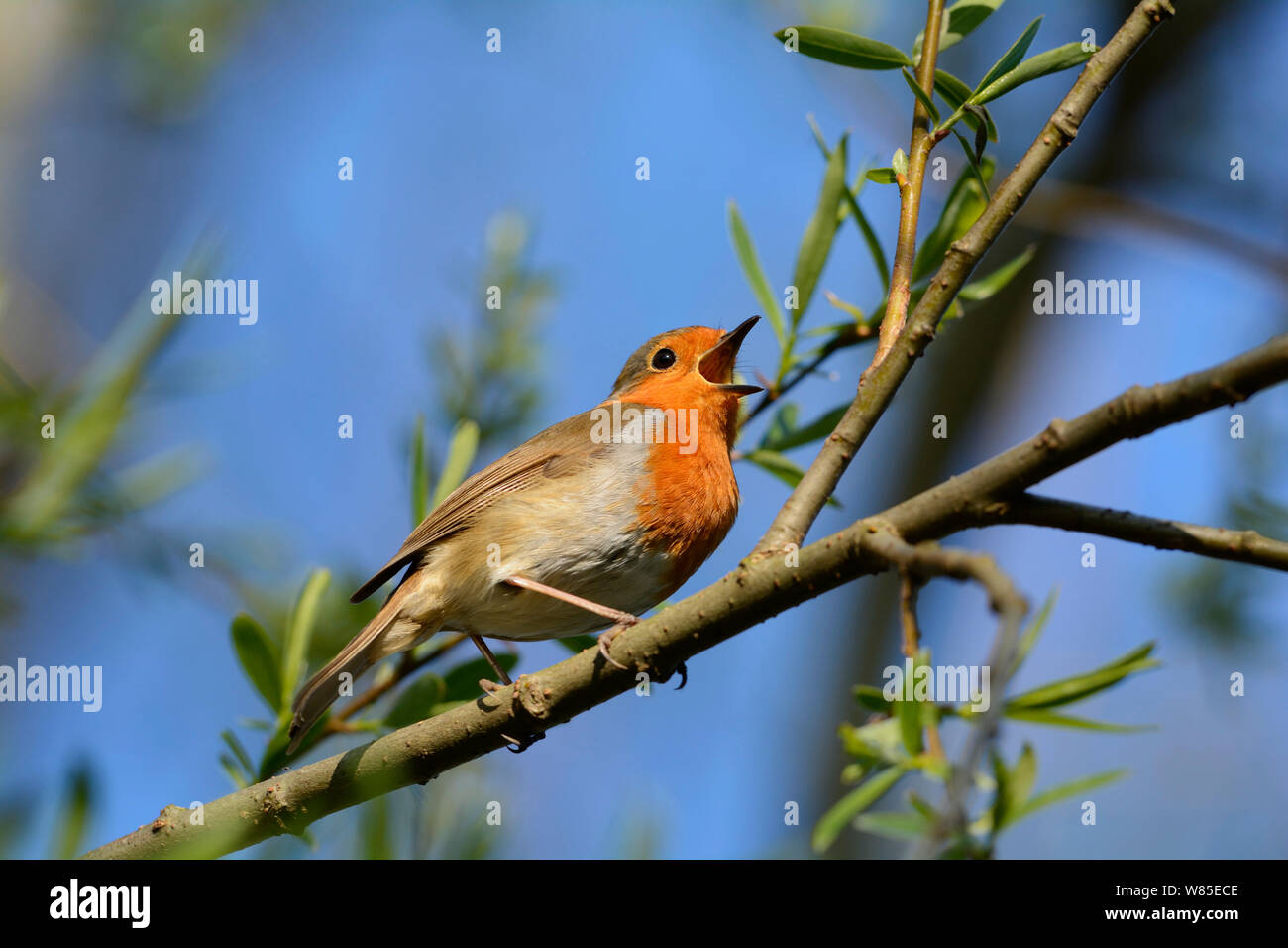 Petirrojo (Erithacus rubecula) cantando, Norfolk, Inglaterra, Reino Unido, abril. Foto de stock