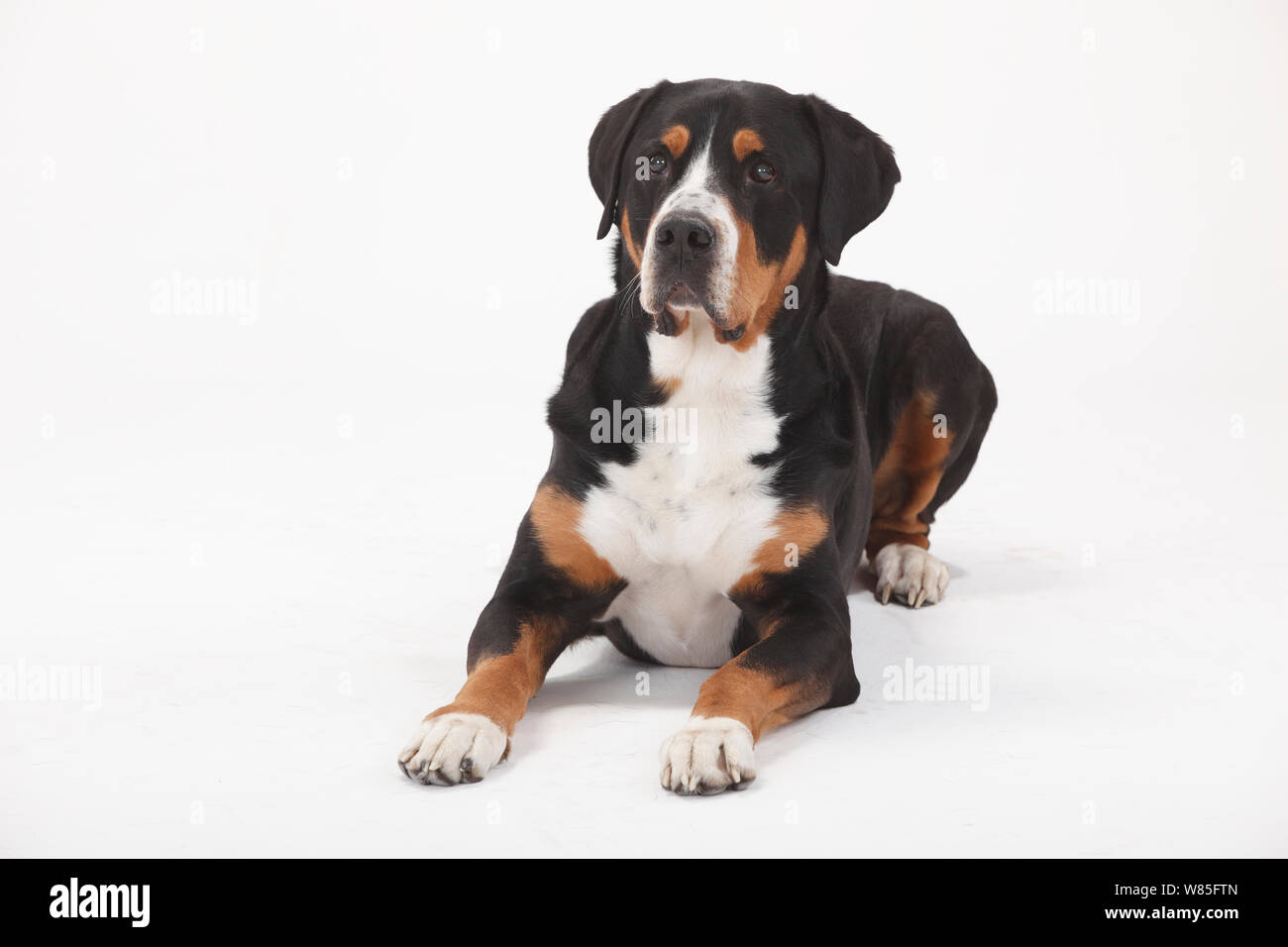 Gran Boyero Suizo, macho de 7 años de edad. Retrato contra el fondo blanco. Foto de stock