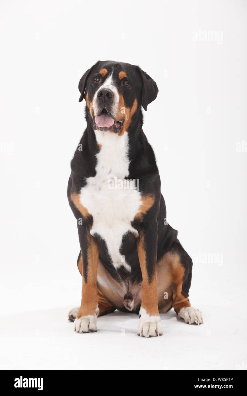 Gran Boyero Suizo, macho de 7 años de edad. Retrato contra el fondo blanco. Foto de stock