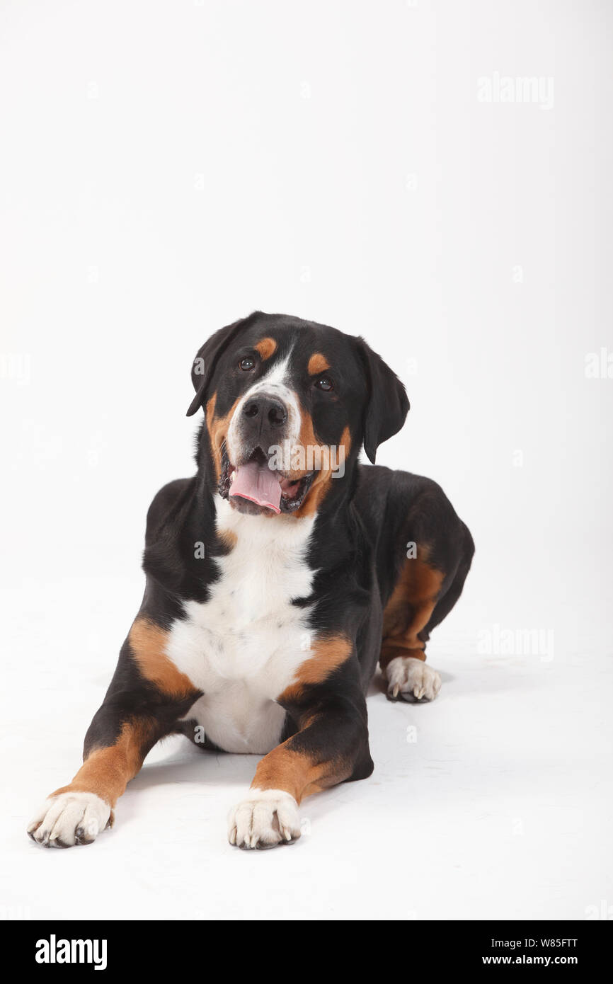 Gran Boyero Suizo, macho de 7 años de edad. Retrato contra el fondo blanco. Foto de stock