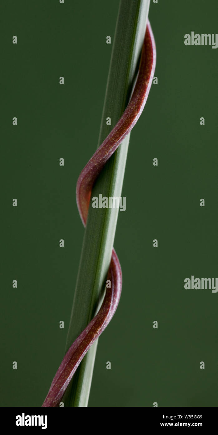 Close-up de Bindweed (Convolvulus sp) subir alrededor de una planta de tallo, Reino Unido. Foto de stock