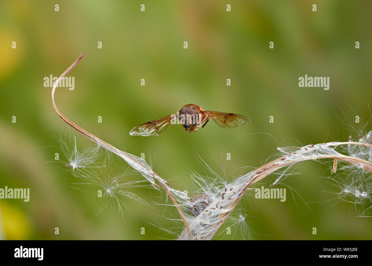 Hoverfly (Eristalis) en vuelo. Sussex, Inglaterra, Reino Unido. De septiembre. Foto de stock