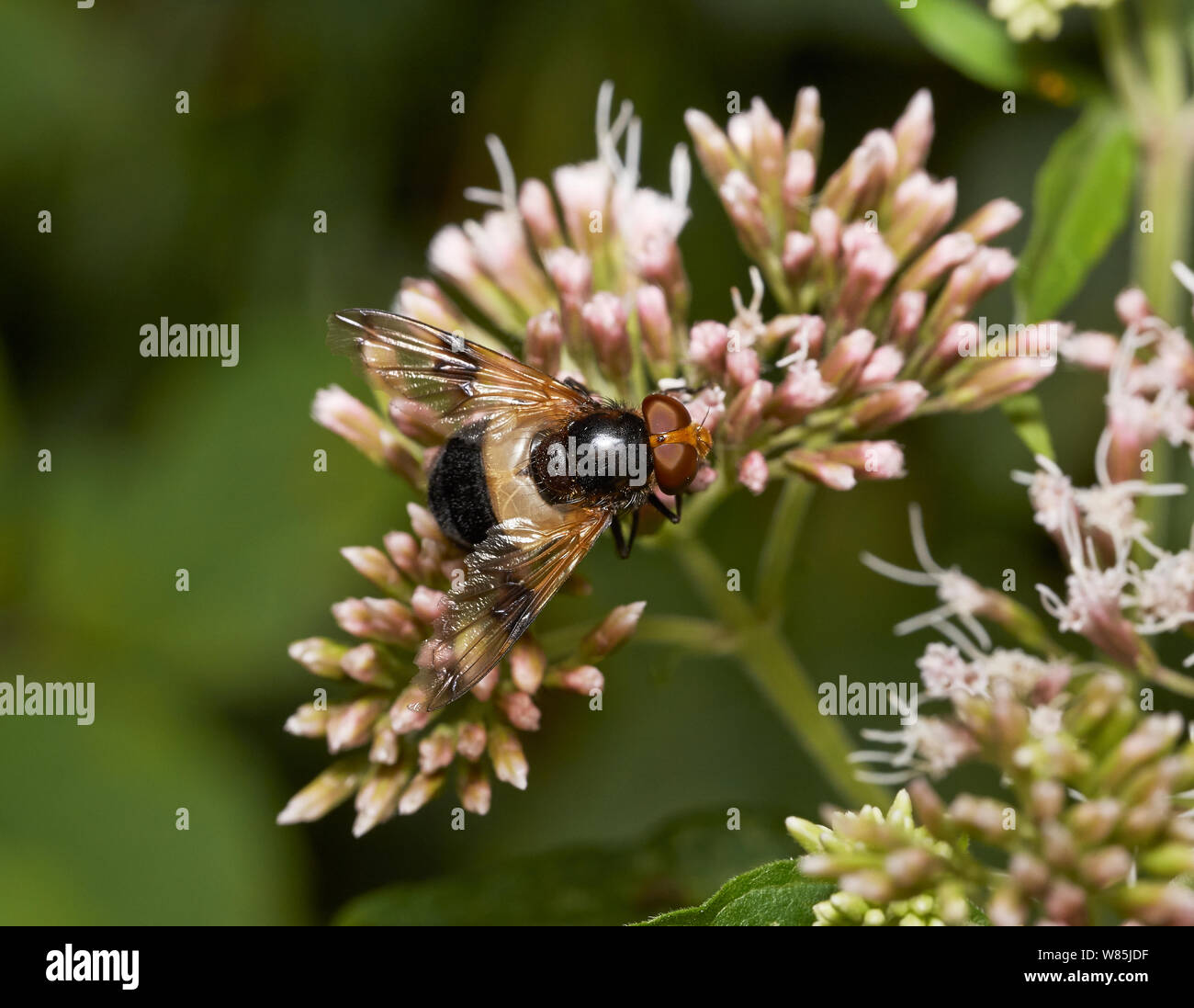 (Volucella Hoverfly pellucens) hembra en flor, Sussex, Inglaterra, Reino Unido. Julio. Foto de stock