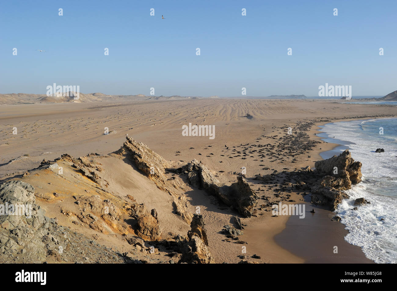 Lobo marino australiano afro fotografías e imágenes de alta resolución