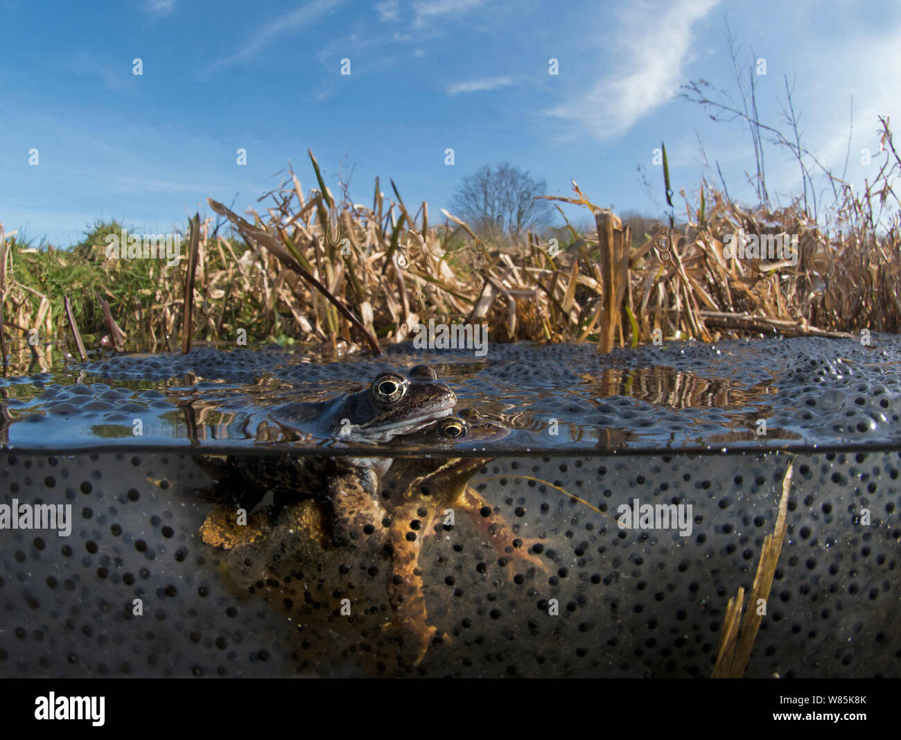 Rana común (Rana temporaria) y desova en estanque, West Runton, North Norfolk, Inglaterra, Reino Unido, marzo. Foto de stock