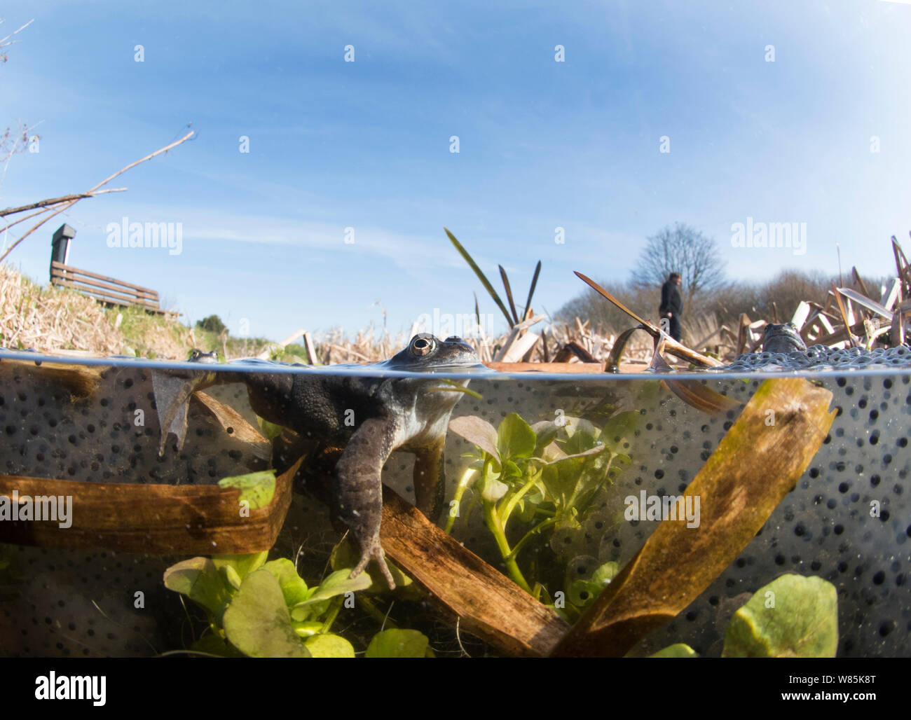 Rana común (Rana temporaria) desova en estanque, West Runton. North Norfolk, Inglaterra, Reino Unido, marzo. Foto de stock