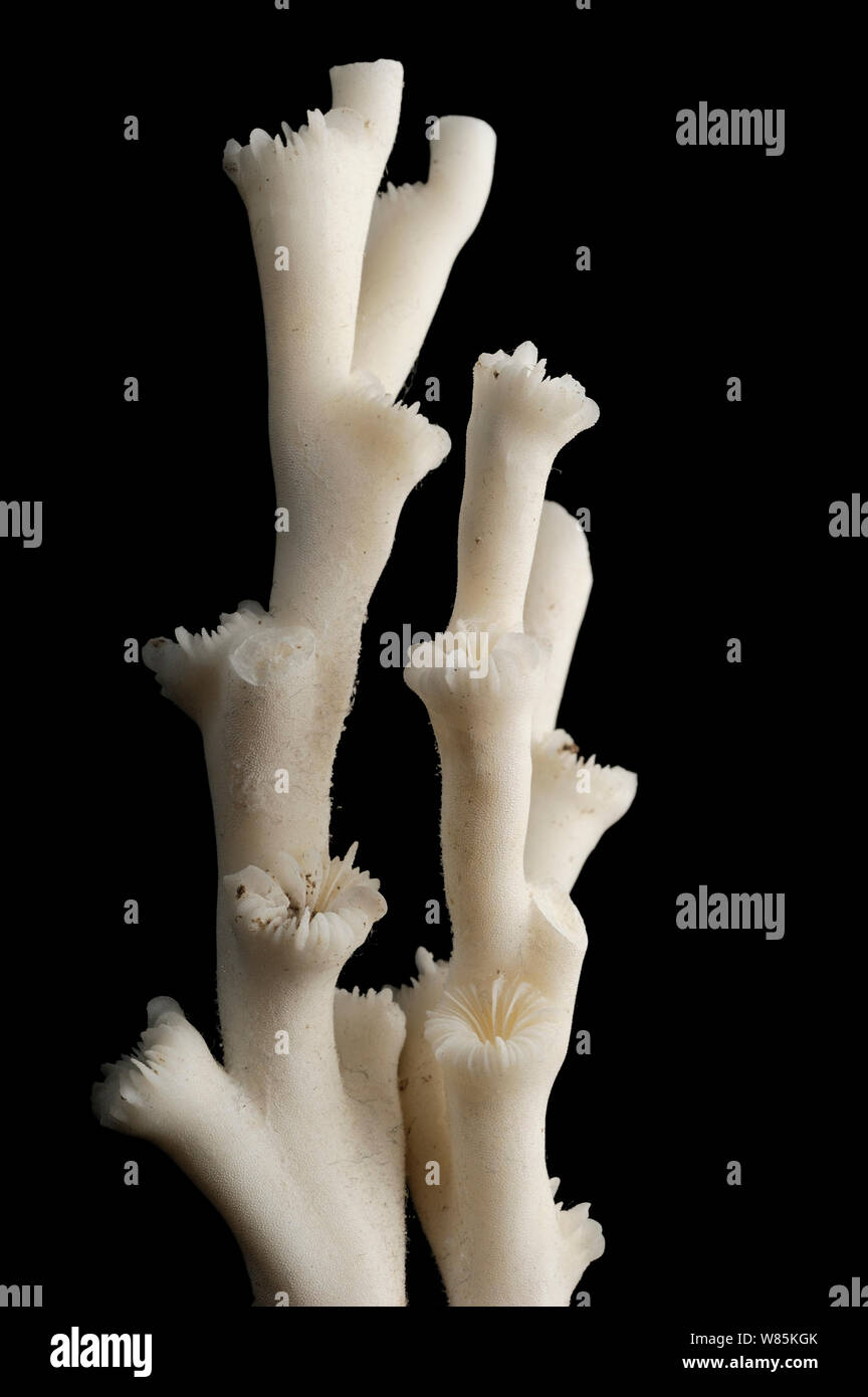 Coral duro (Lophelia pertusa) desde las profundidades del océano Atlántico. Foto de stock