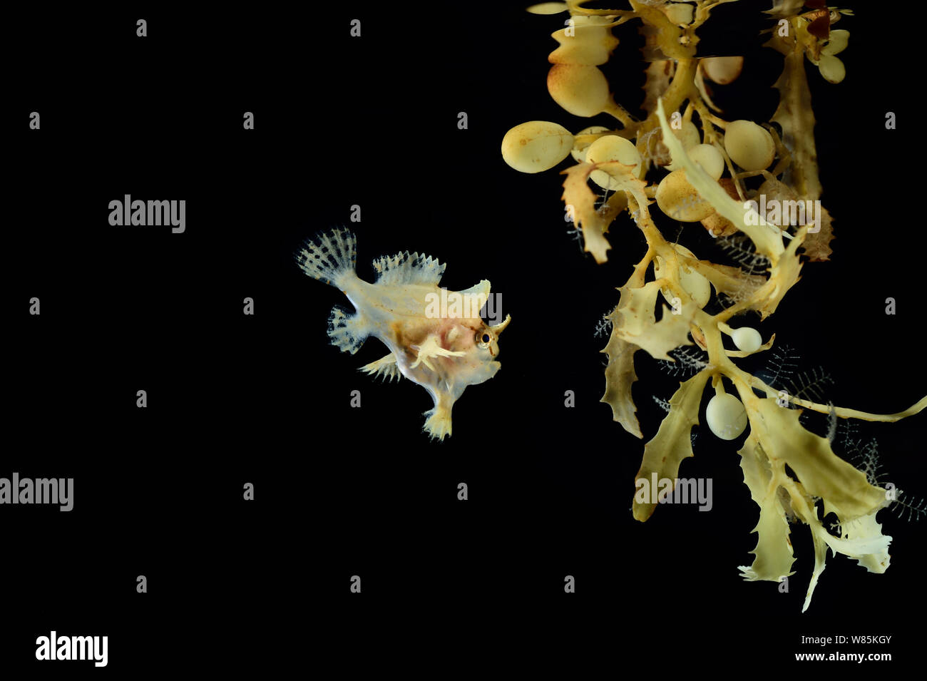 (Sargassumfish Histrio histrio) nadando en amplia gulfweed dentado (Sargassum fluitans) Sargassum Comunidad. Mar de los Sargazos, Bermuda. Foto de stock