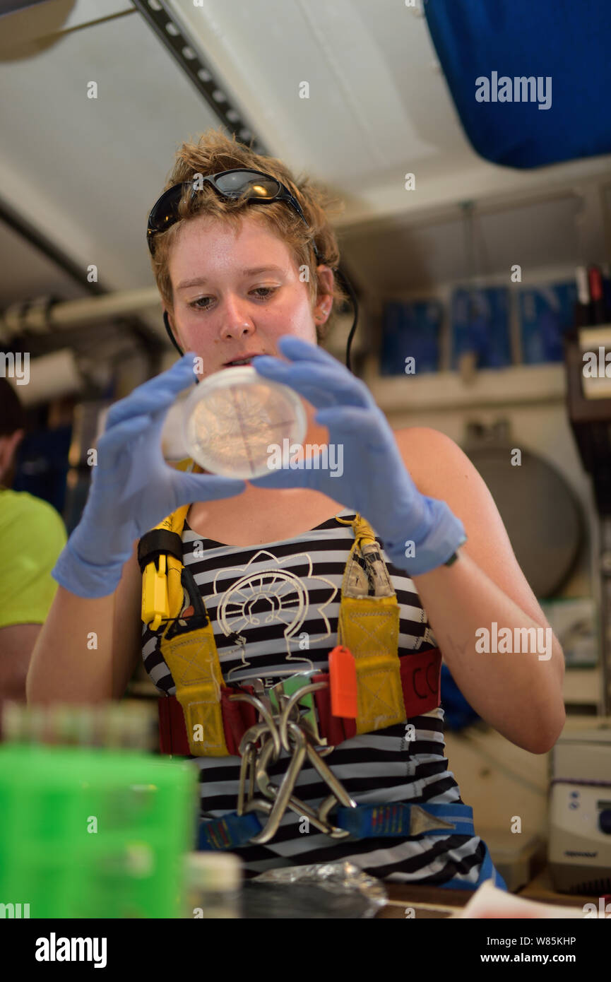 Los estudiantes investigan micro plastics en muestras marinas, en el laboratorio de la Tall Ship Corwith Cramer. Mar de los Sargazos, Bermuda. De abril de 2014. Foto de stock