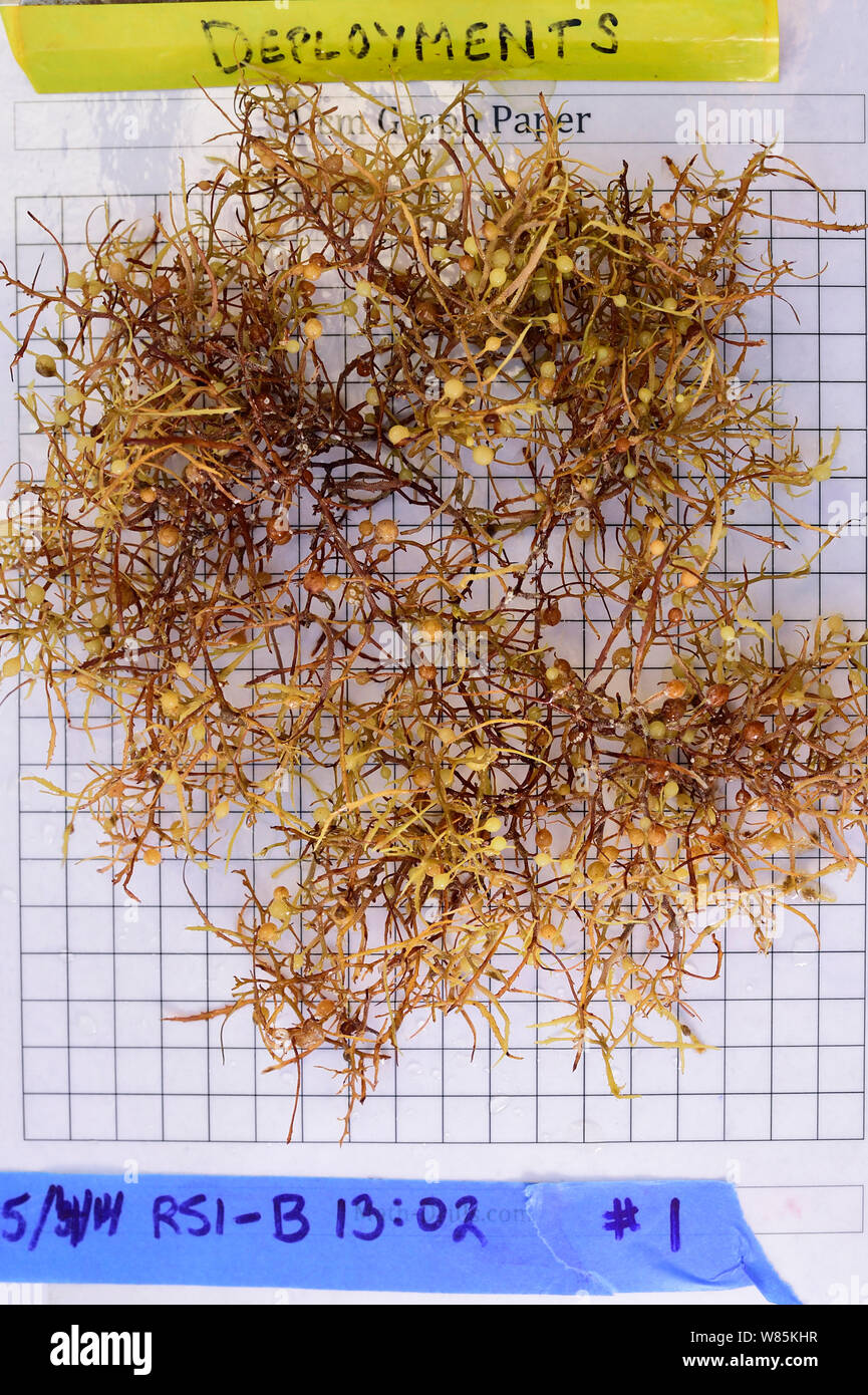 Sargasso común weed (Sargassum natans) en papel milimetrado durante la investigación científica. Mar de los Sargazos, Bermudas Foto de stock