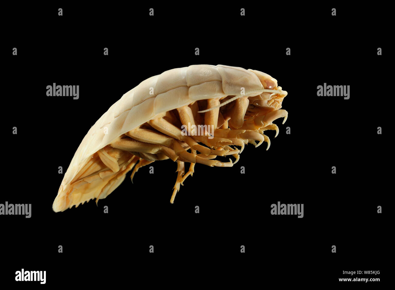 Deepsea isopod gigante (Bathynomus giganteus), juvenil ejemplar, desde el Golfo de Aden, el Mar Arábigo, el Océano Índico, a una profundidad de 1318m. Foto de stock