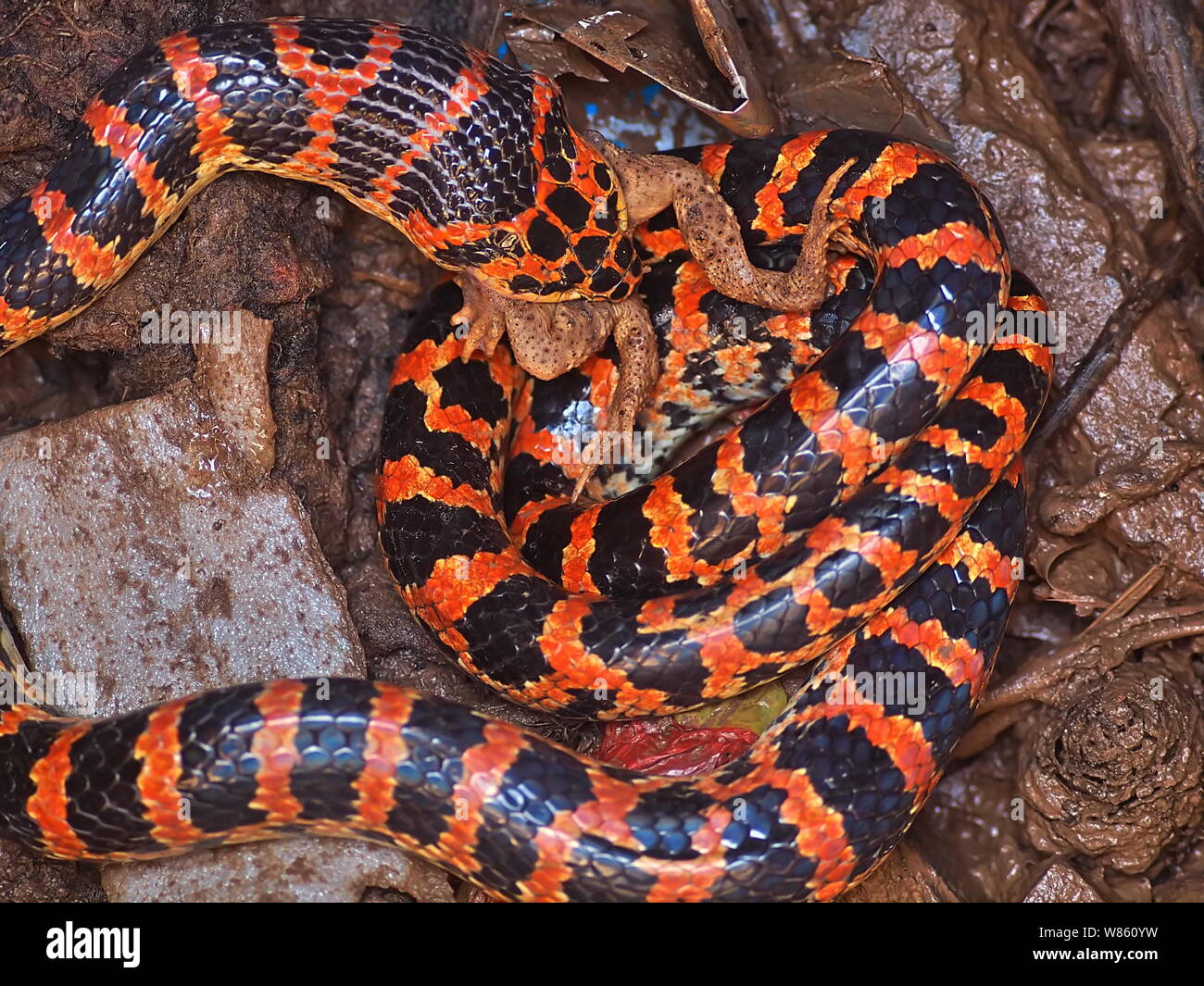 Campesino Y La Serpiente Fotos E Imagenes De Stock Pagina 3 Alamy