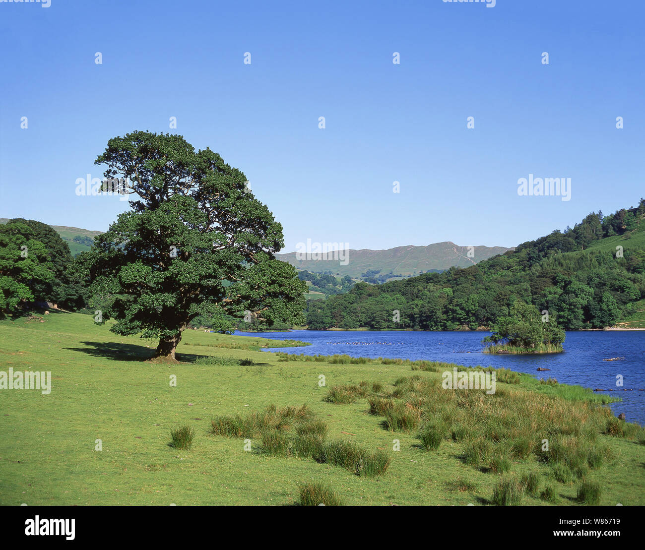 Rydal water's edge, el agua, el Parque Nacional del Distrito de Los Lagos, Cumbria, England, Reino Unido Foto de stock