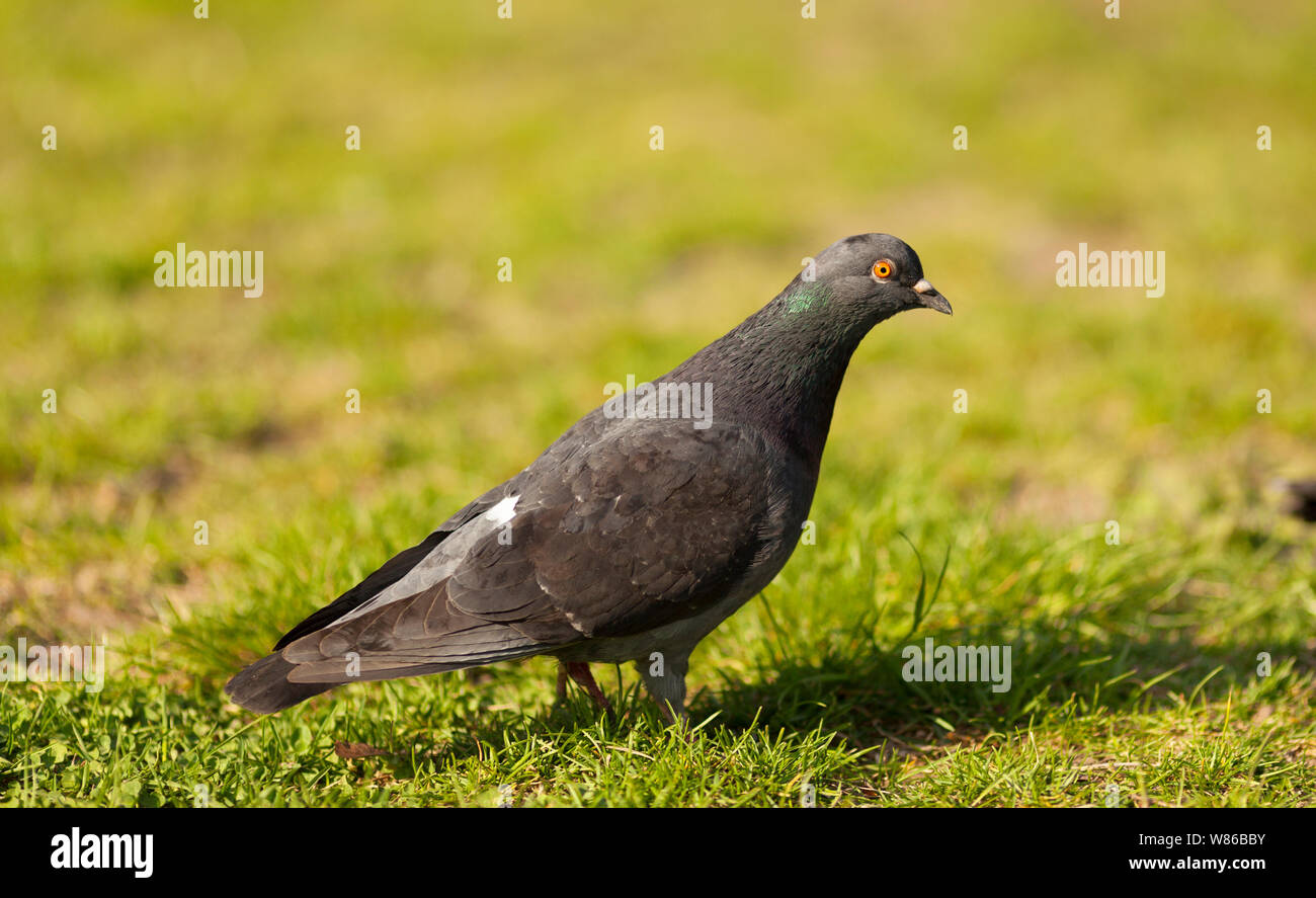 El Pigeon pájaro sobre la naturaleza salvaje Foto de stock