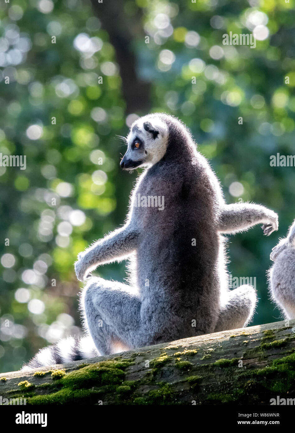 Un Lemur Ring-Tail amenazadas (Lemur catta) sentada sobre la rama de un árbol Foto de stock