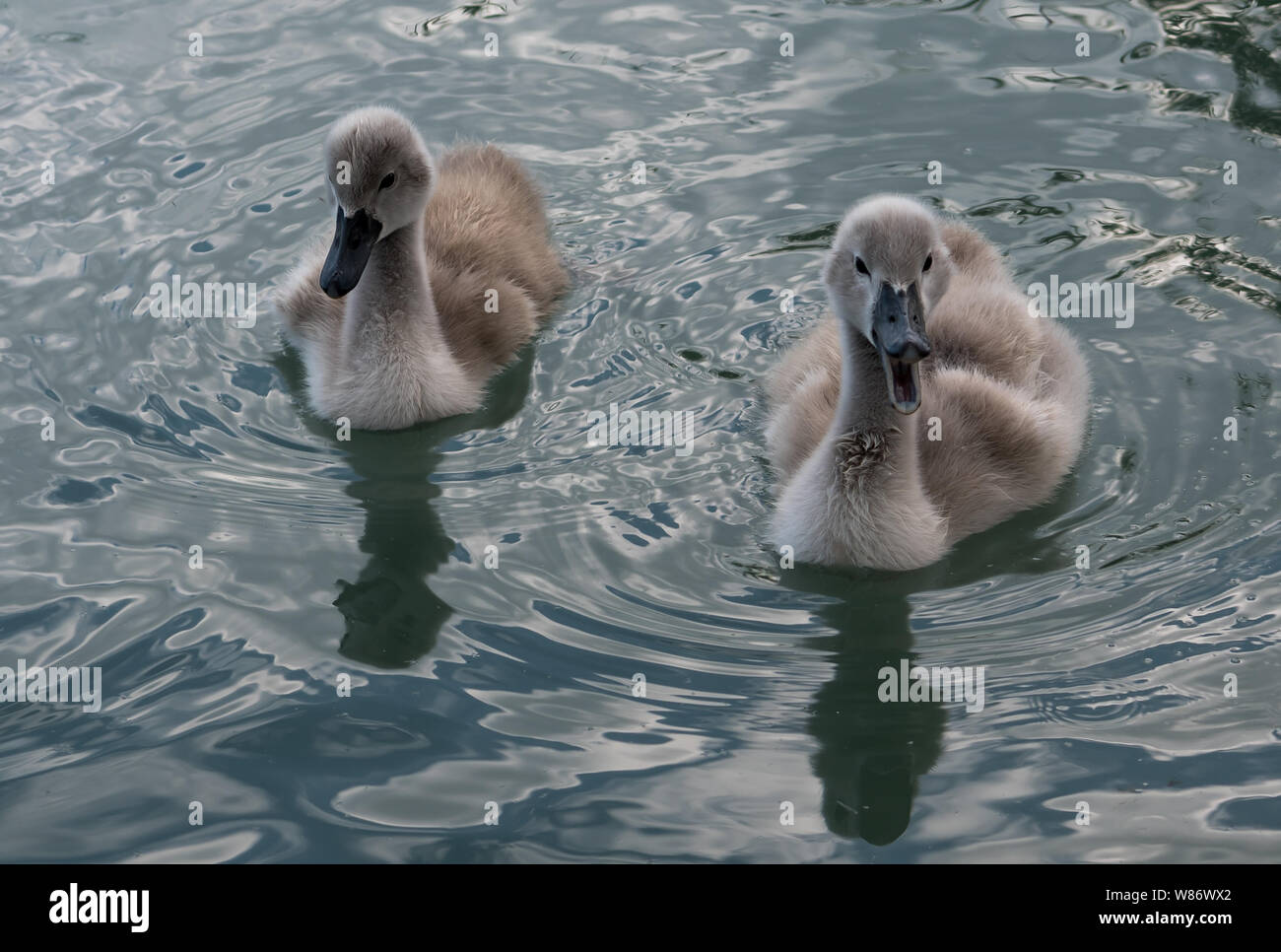 Dos acogedoras polluelos cisne nadando y haciendo ruido Foto de stock