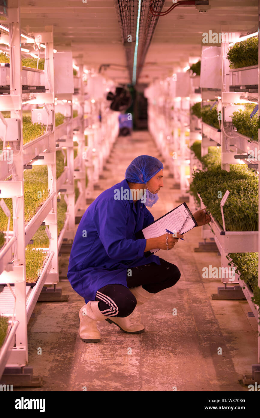 Creciente del Metro de granja vertical de 100 pies bajo tierra en Clapham, al sur de Londres, construido en los antiguos refugios antiaéreos, England, Reino Unido Foto de stock