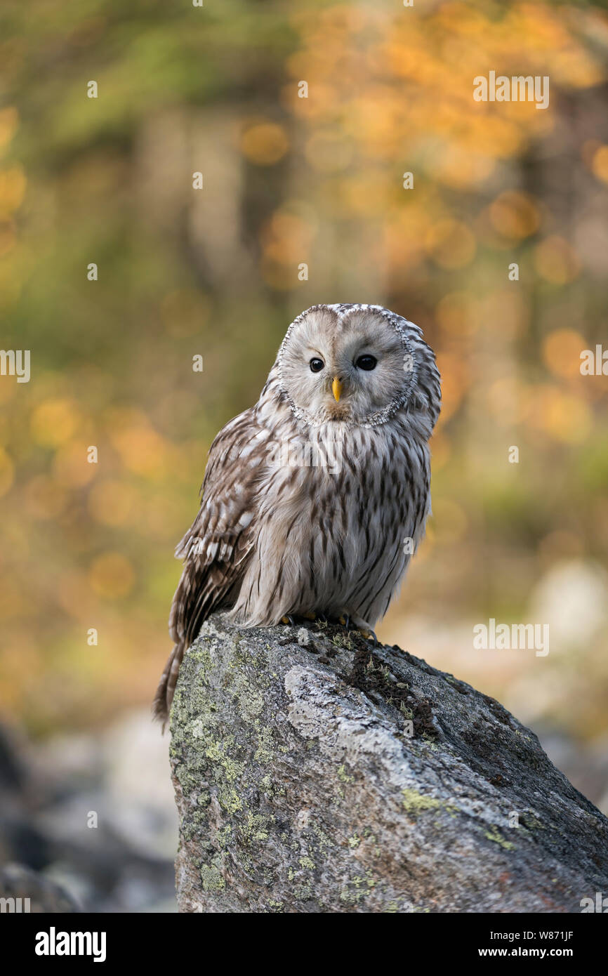 Ural Owl / Habichtskauz ( Strix uralensis ) encaramado sobre una roca, temprano en la mañana, primero la luz del sol brilla en maderas de colores otoñales en el fondo. Foto de stock