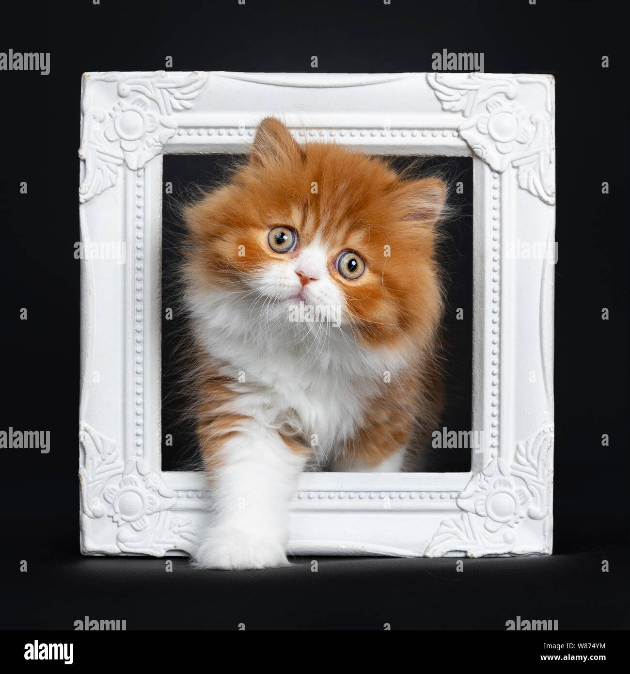 Adorable rojo con blanco British Longhair cat kitten, a través de documentación fotográfica permanente. Mirando a la cámara con grandes ojos redondos. Aislado en la parte posterior negra Foto de stock