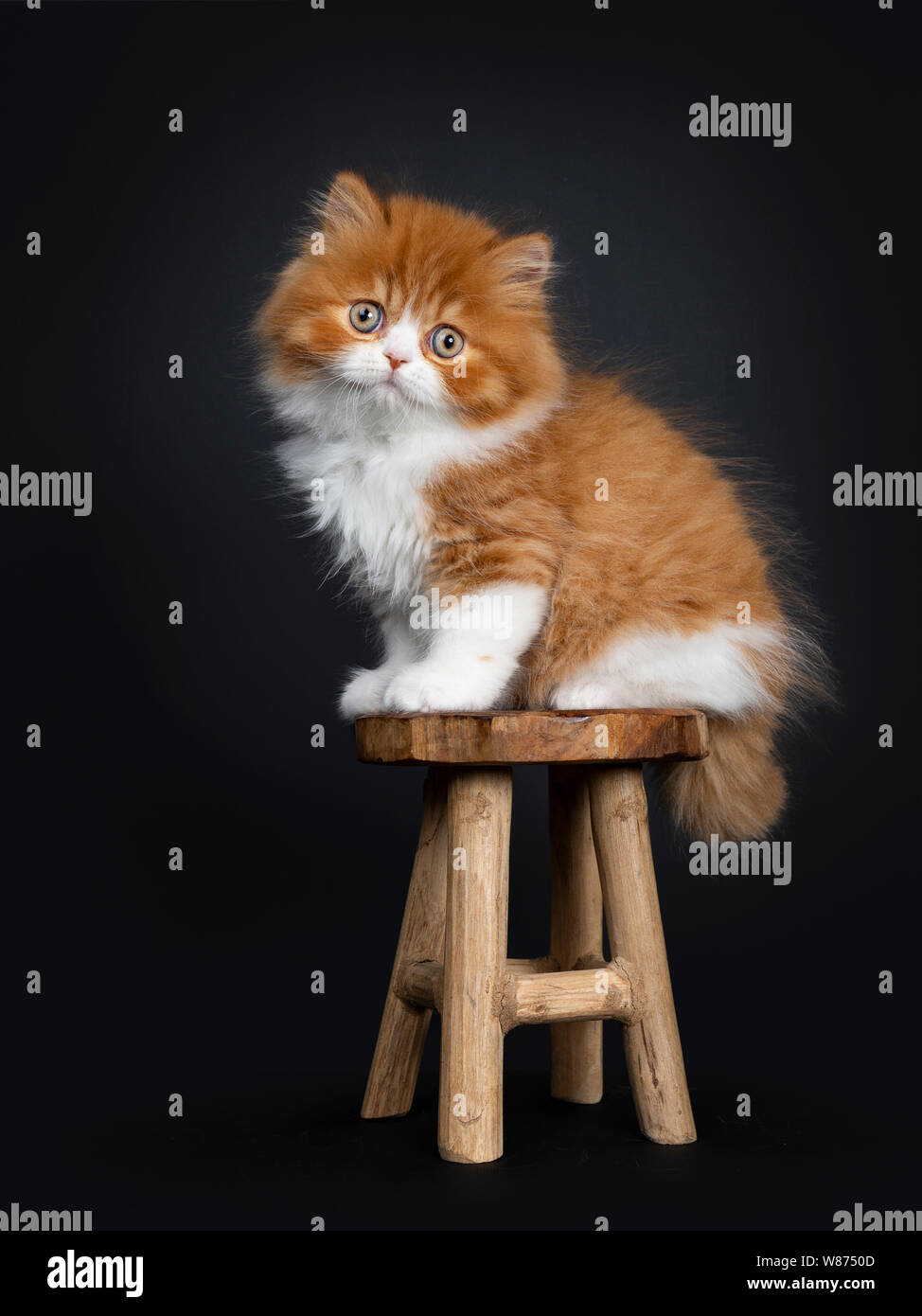 Adorable rojo con blanco British Longhair cat kitten, sentados codo formas de taburete de madera. Mirando a la cámara con grandes ojos redondos. Aislado en la parte posterior negra Foto de stock