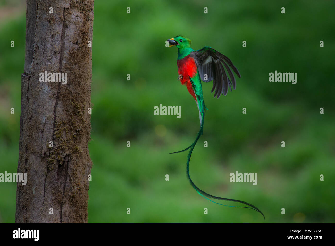 Este volaba quetzal fue tomada en el bosque nuboso de Costa Rica Foto de stock