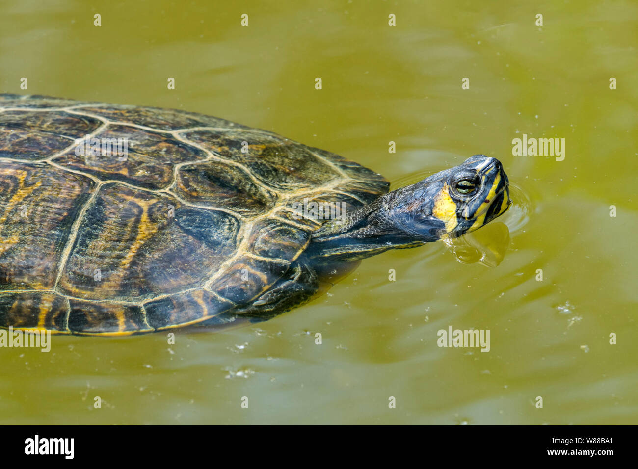 Amarillo-curva deslizante (Trachemys scripta scripta) nadando en un estanque de tortugas de tierra y agua, nativo del sureste de Estados Unidos Foto de stock