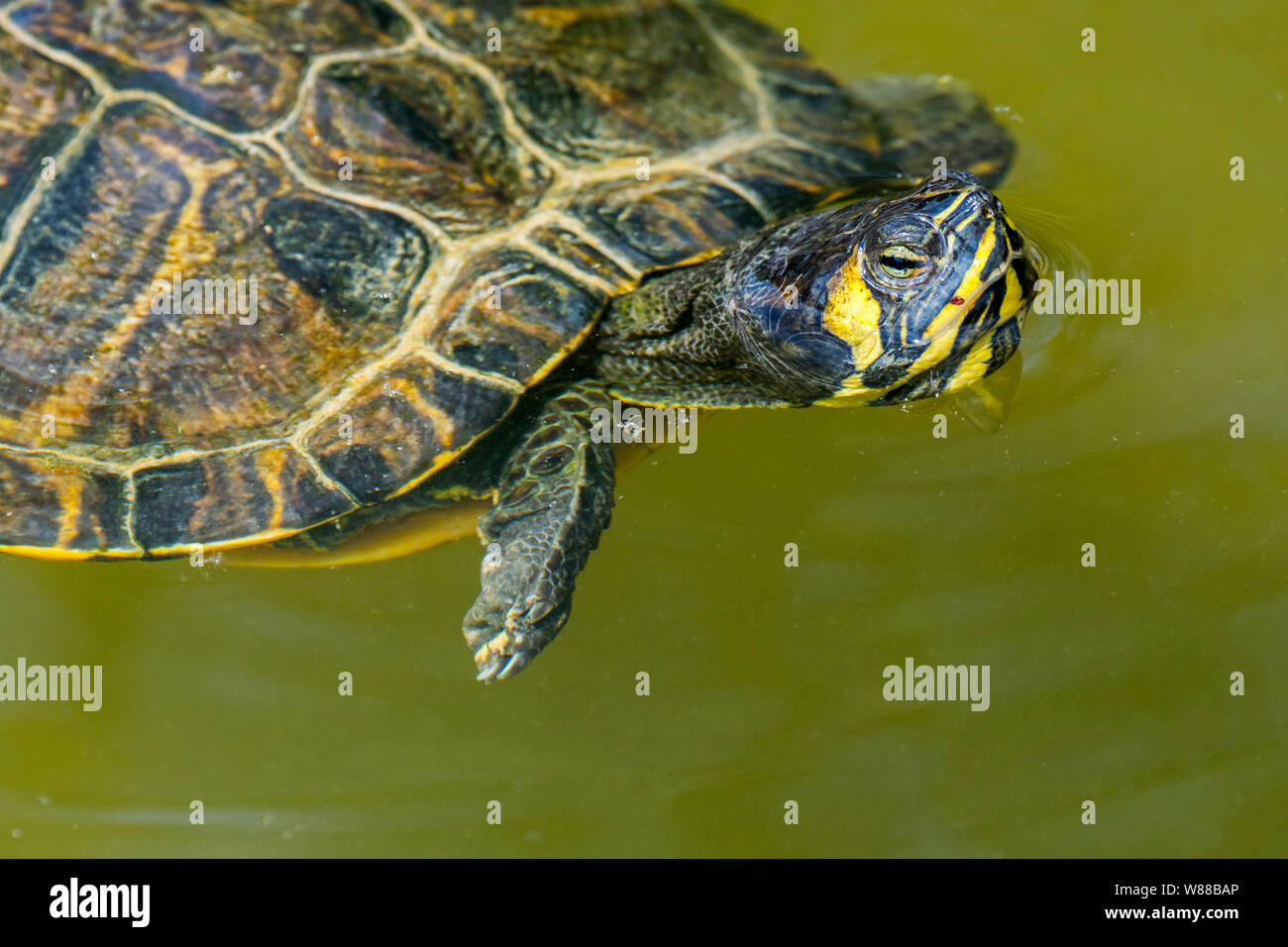 Amarillo-curva deslizante (Trachemys scripta scripta) nadando en un estanque de tortugas de tierra y agua, nativo del sureste de Estados Unidos Foto de stock