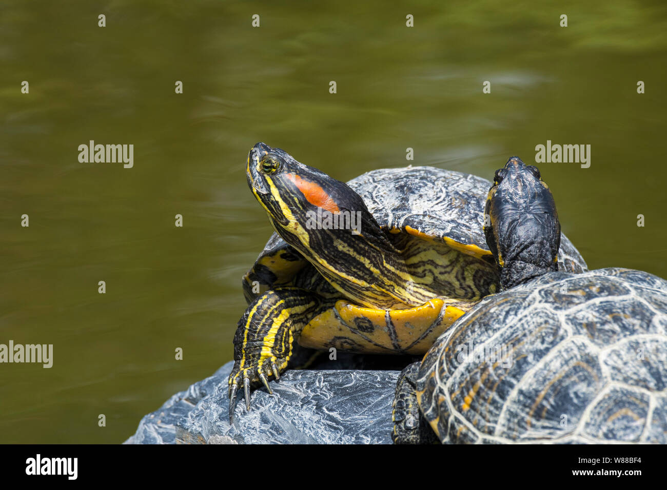 Tortugas rojas orejas fotografías e imágenes de alta resolución Alamy