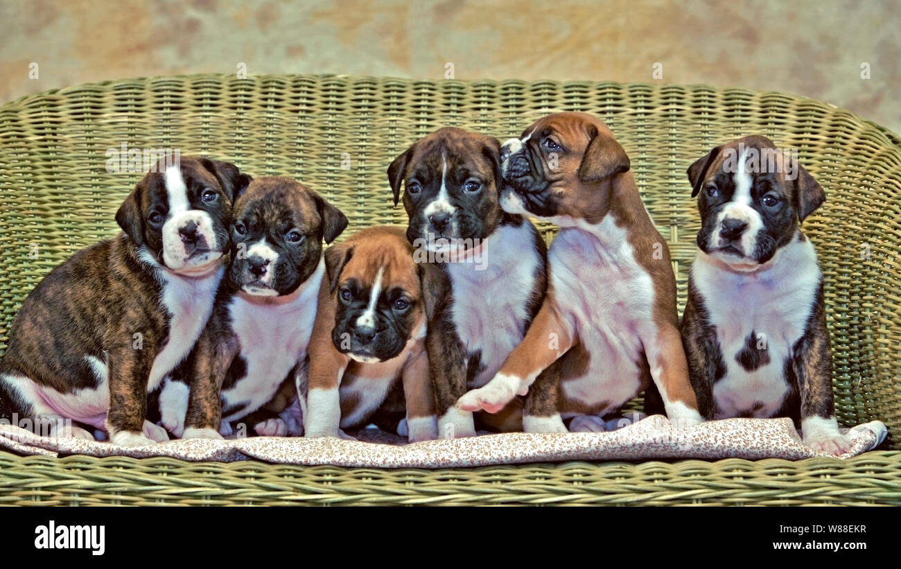 Camada de Boxer cachorros cinco cachorros seis weks los animales viejos  juntos en silla de mimbre Fotografía de stock - Alamy