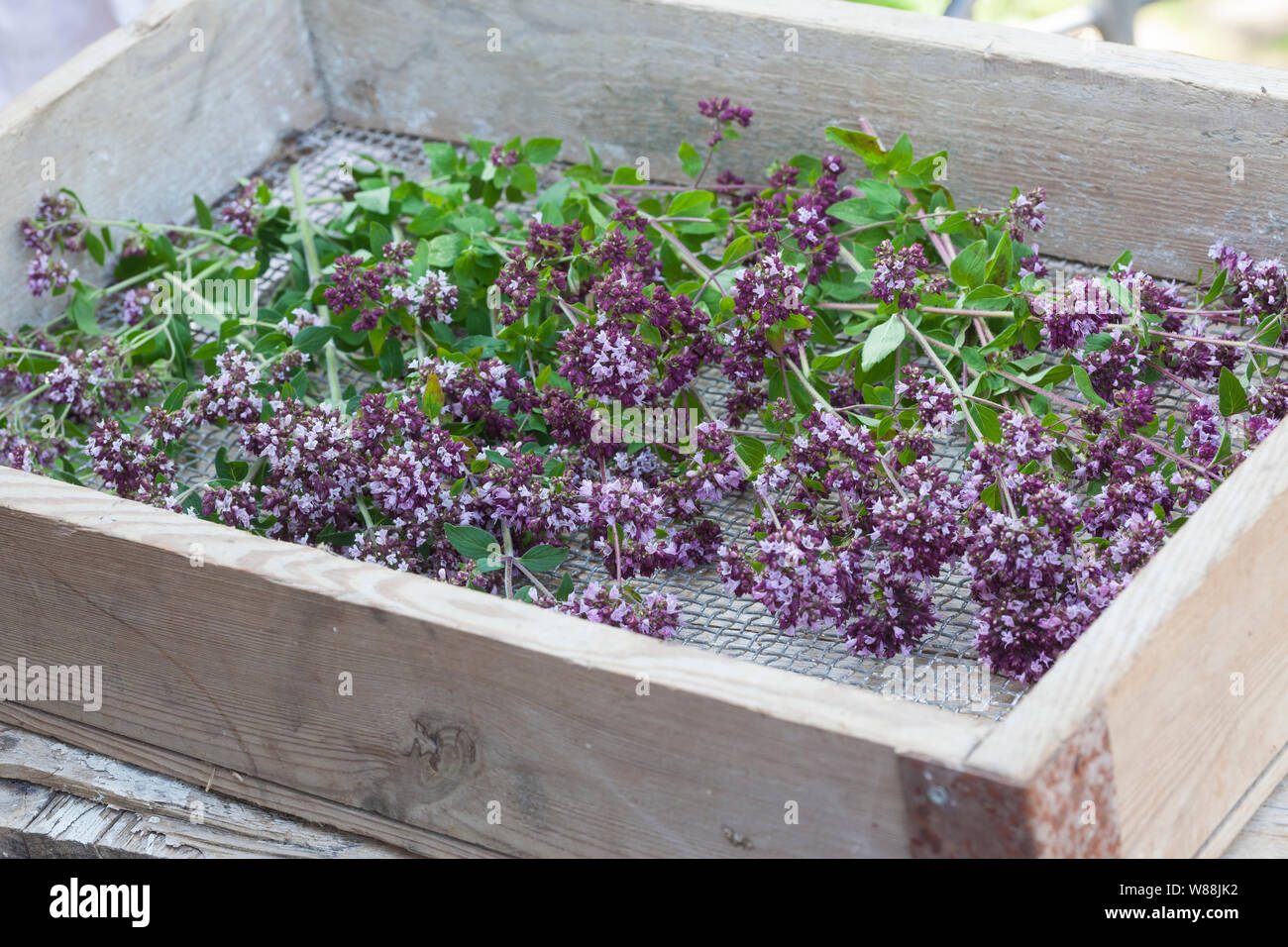 El orégano, trocknen Kräuterernte, orégano, Wilder Dost, Echter Dost, Gemeiner Dost, Dost, Origanum vulgare, orégano, mejorana silvestre Oreganum, L'orégano o Foto de stock